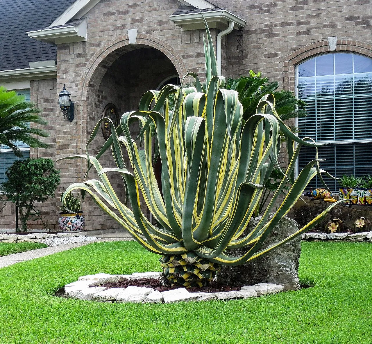 Agave americana (Century Plant): Identification and Care