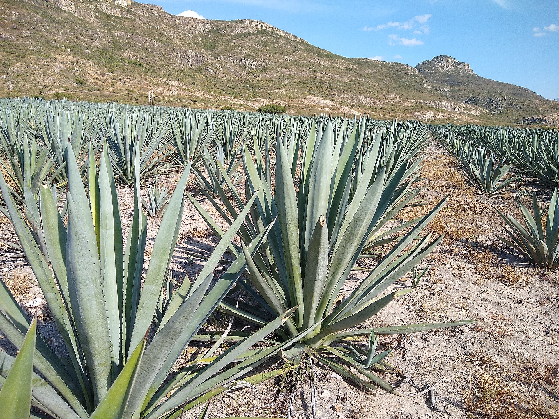 Agave Not Producing Pups: Offsets, Age & Species