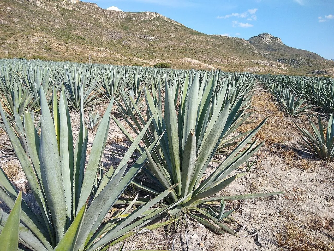 Agave Not Producing Pups: Offsets, Age & Species