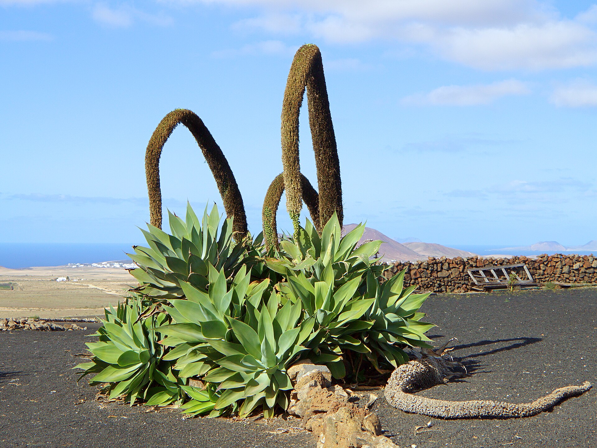 Agave attenuata (Foxtail Agave): Identification and Care