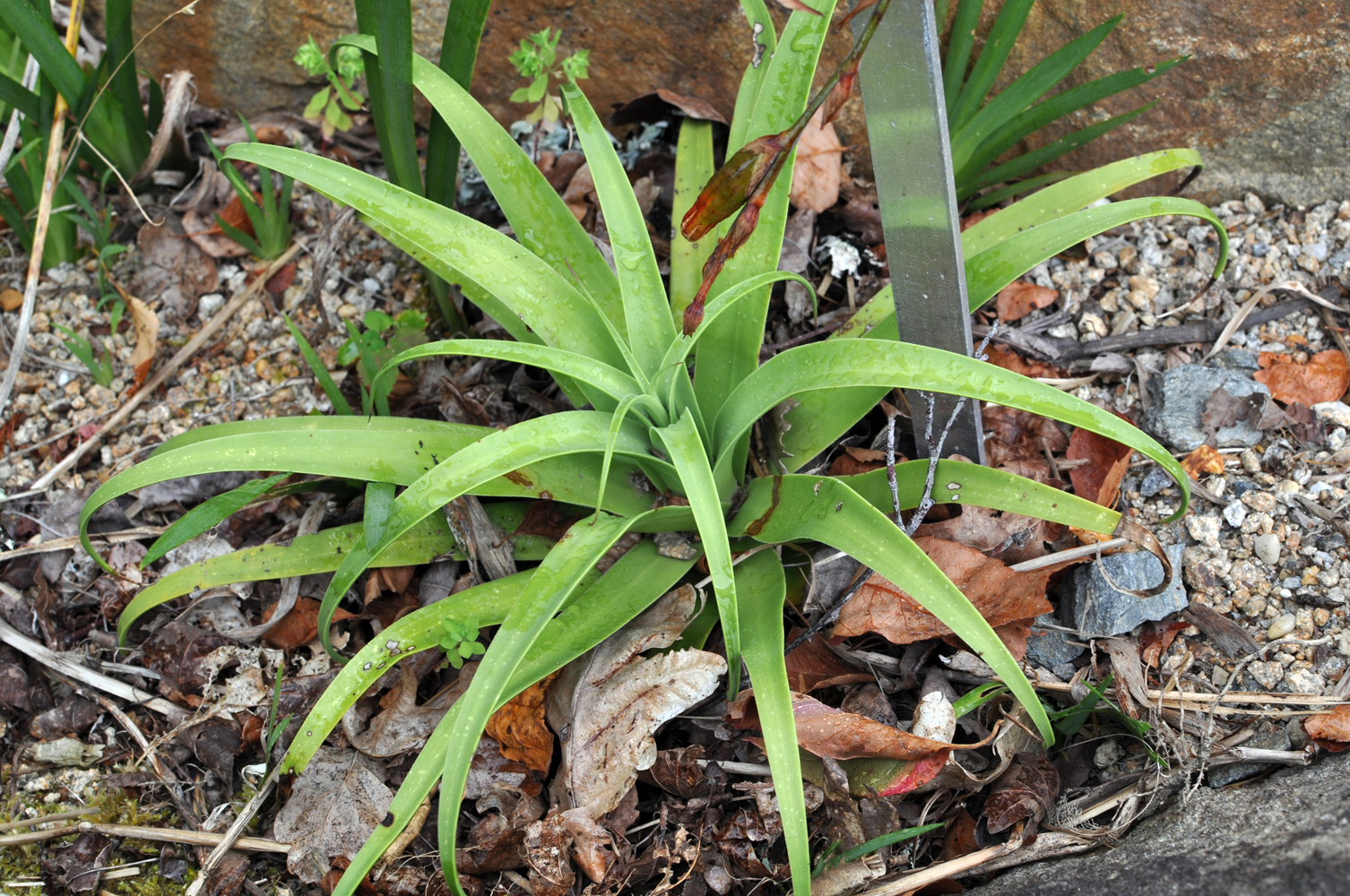 Agave bracteosa (Squid Agave): Profile & Care