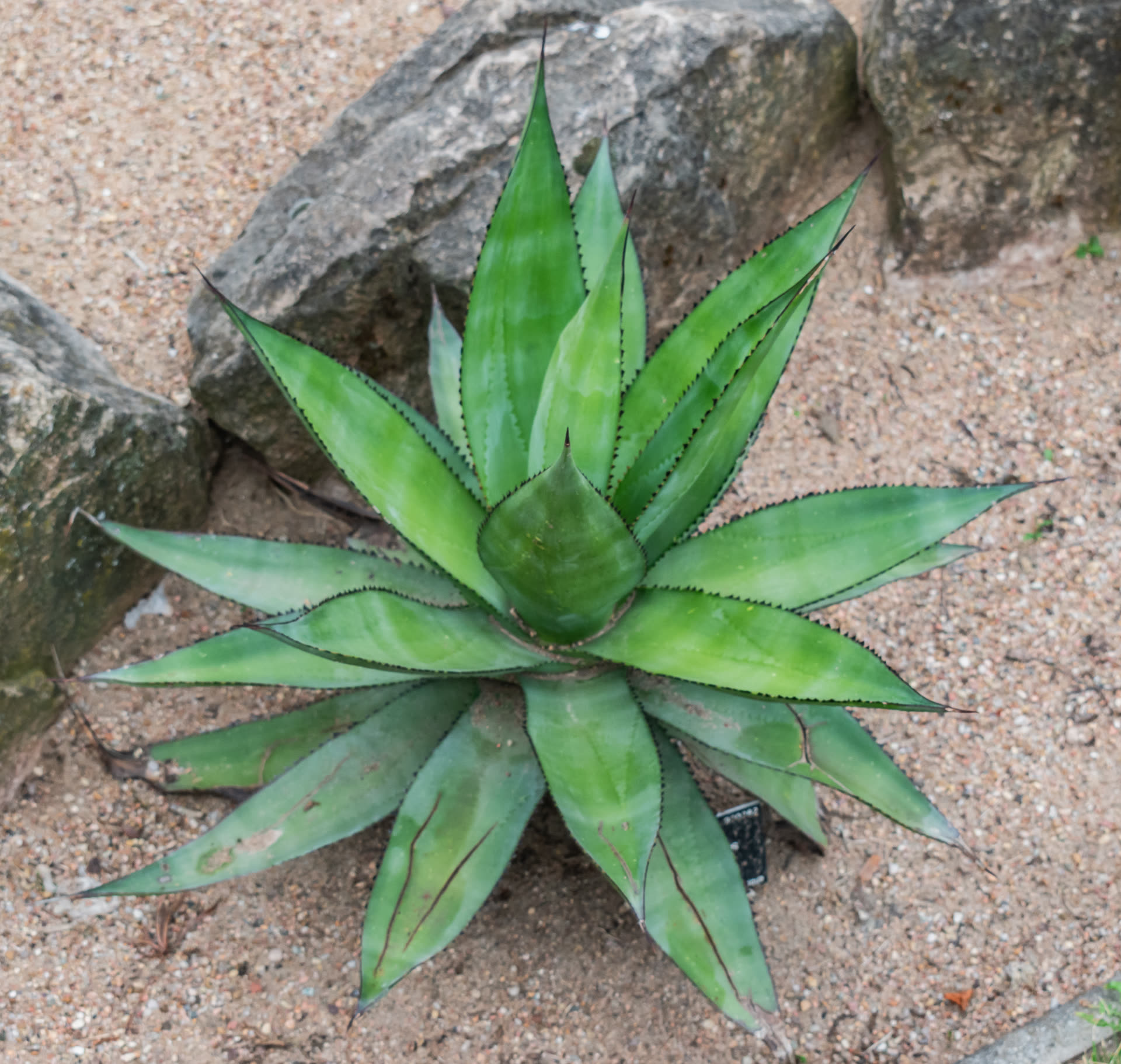 Agave Leggy and Stretched: Causes and Correction