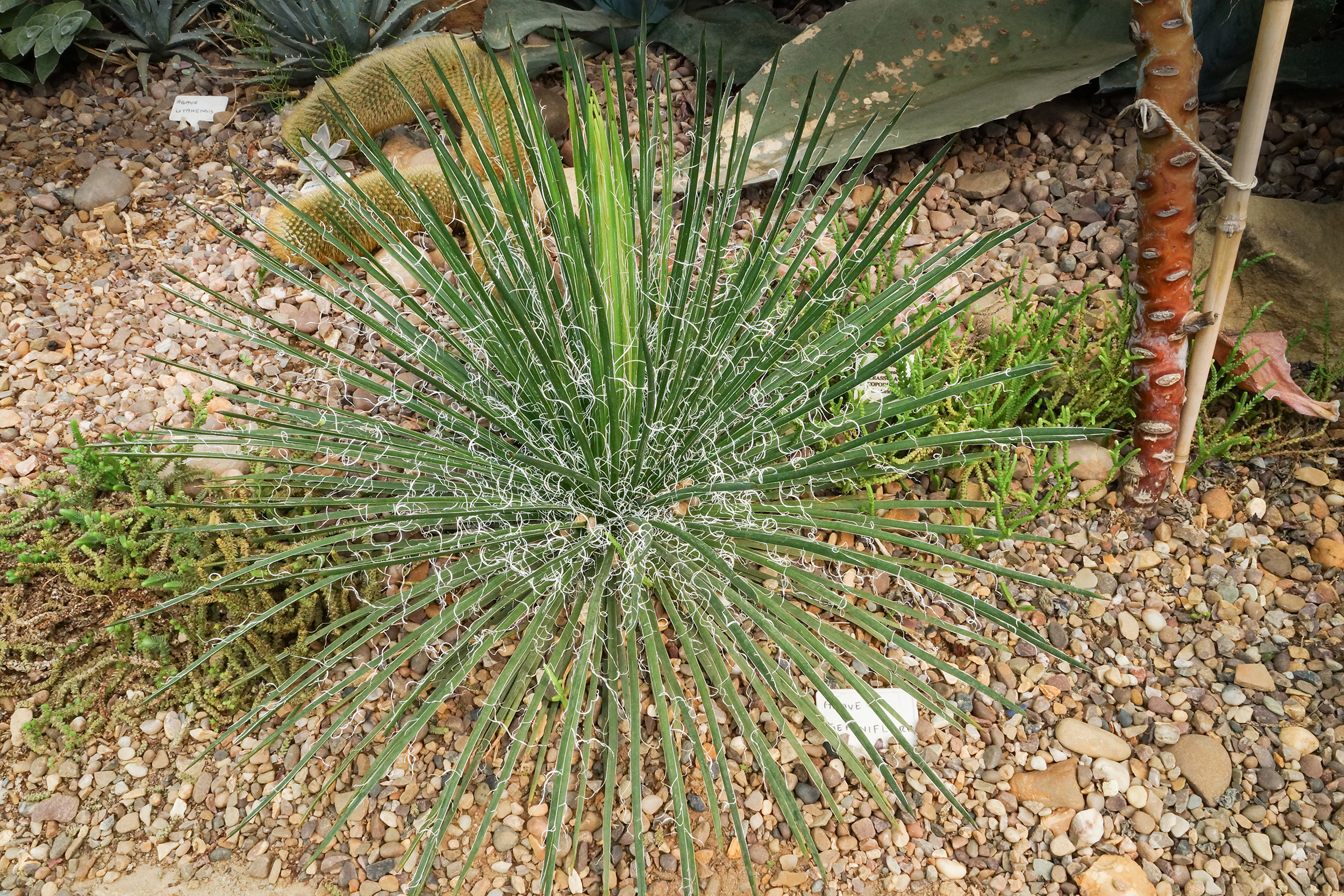Agave geminiflora (Twin-flowered Agave): Profile & Care