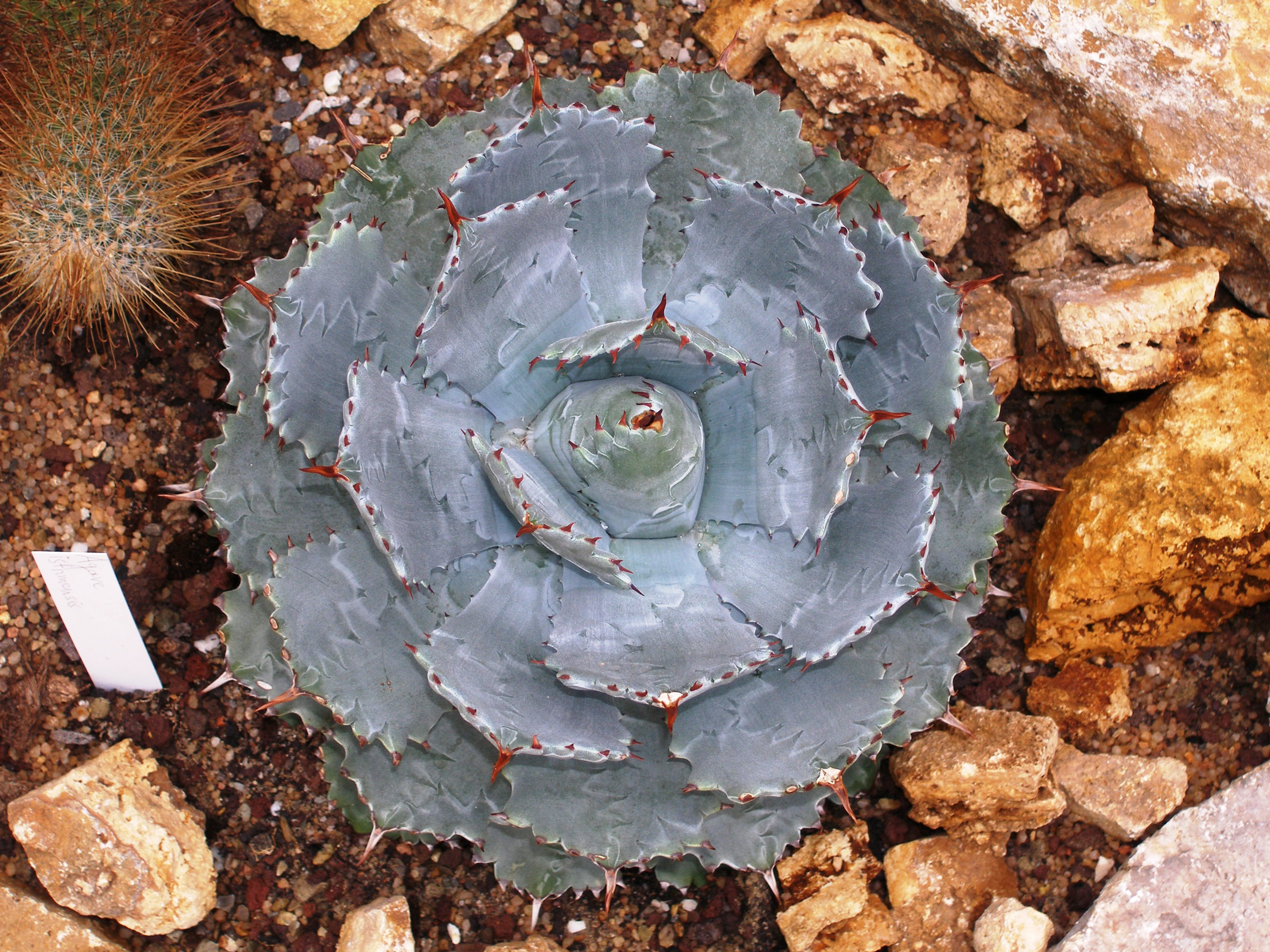 Agave Not Growing: Dormancy, Roots, Light & Pot Size