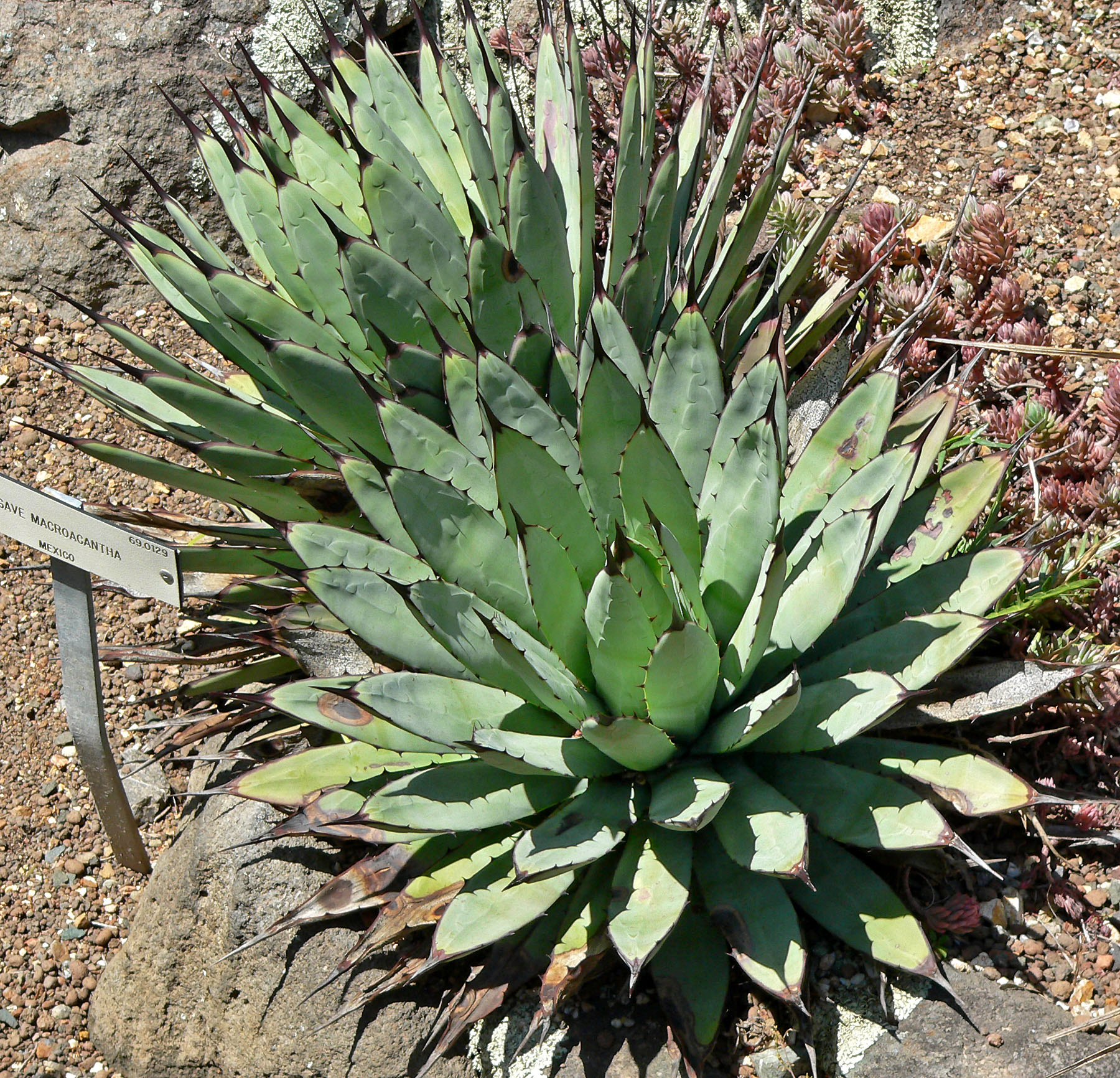 Agave macroacantha (Black-Spined Agave): Profile & Care