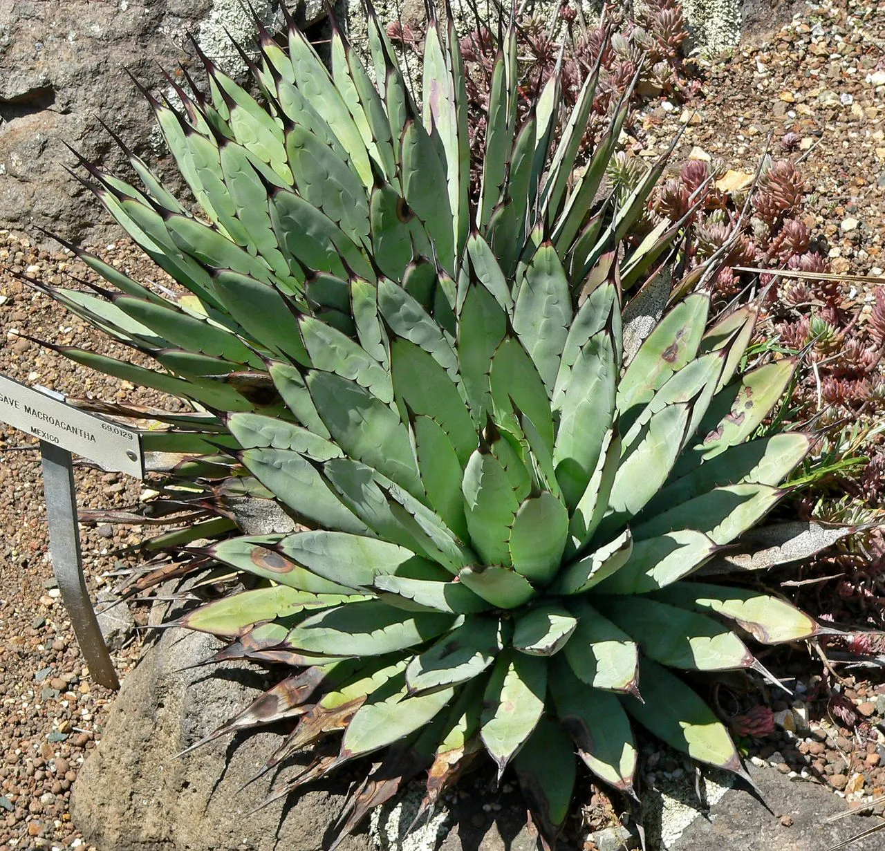 Agave macroacantha (Black-Spined Agave): Profile & Care
