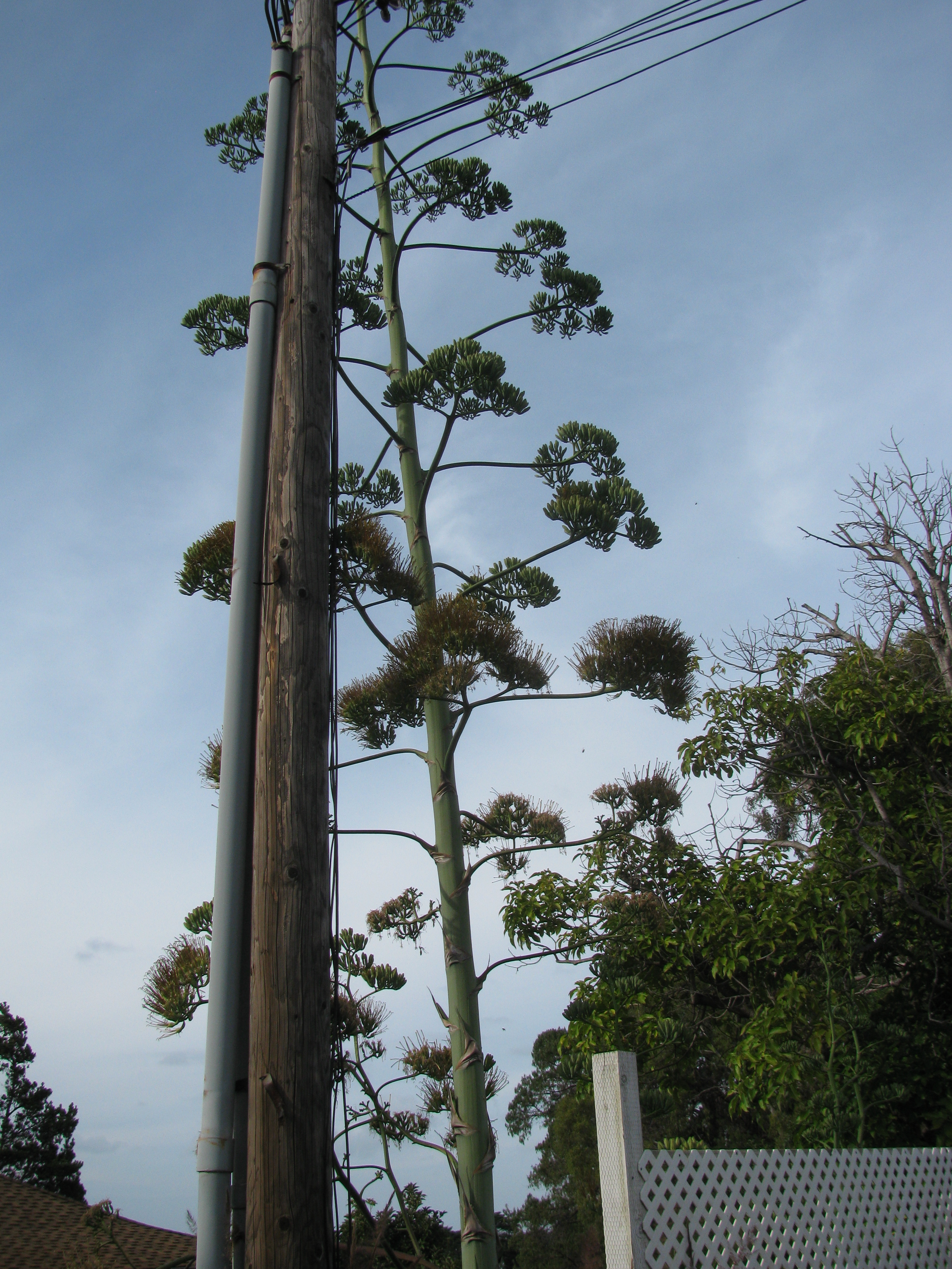 Agave Death-Bloom Explained: What Monocarpy Means