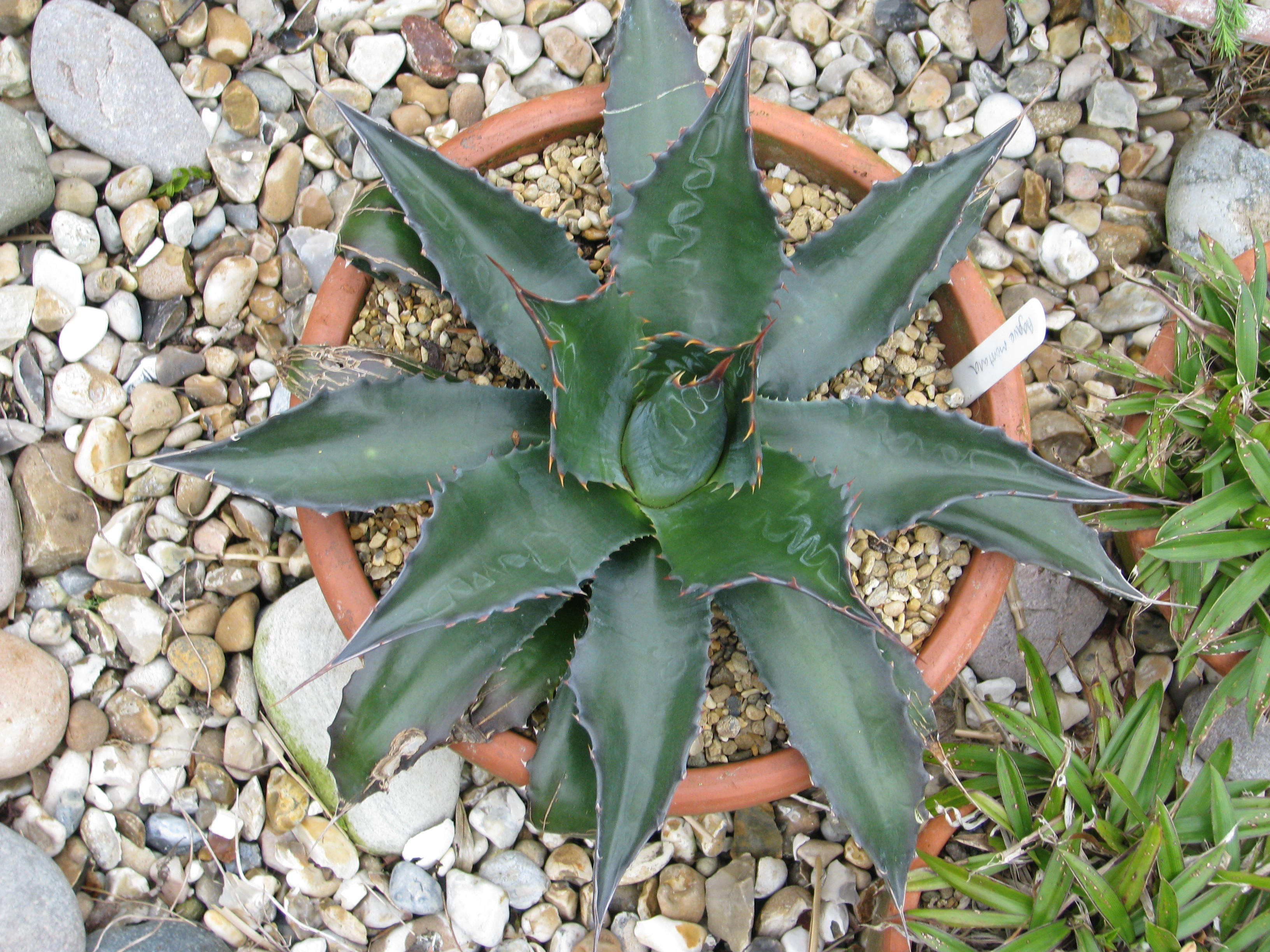 Agave montana (Mountain Agave): Cold-Hardy Profile