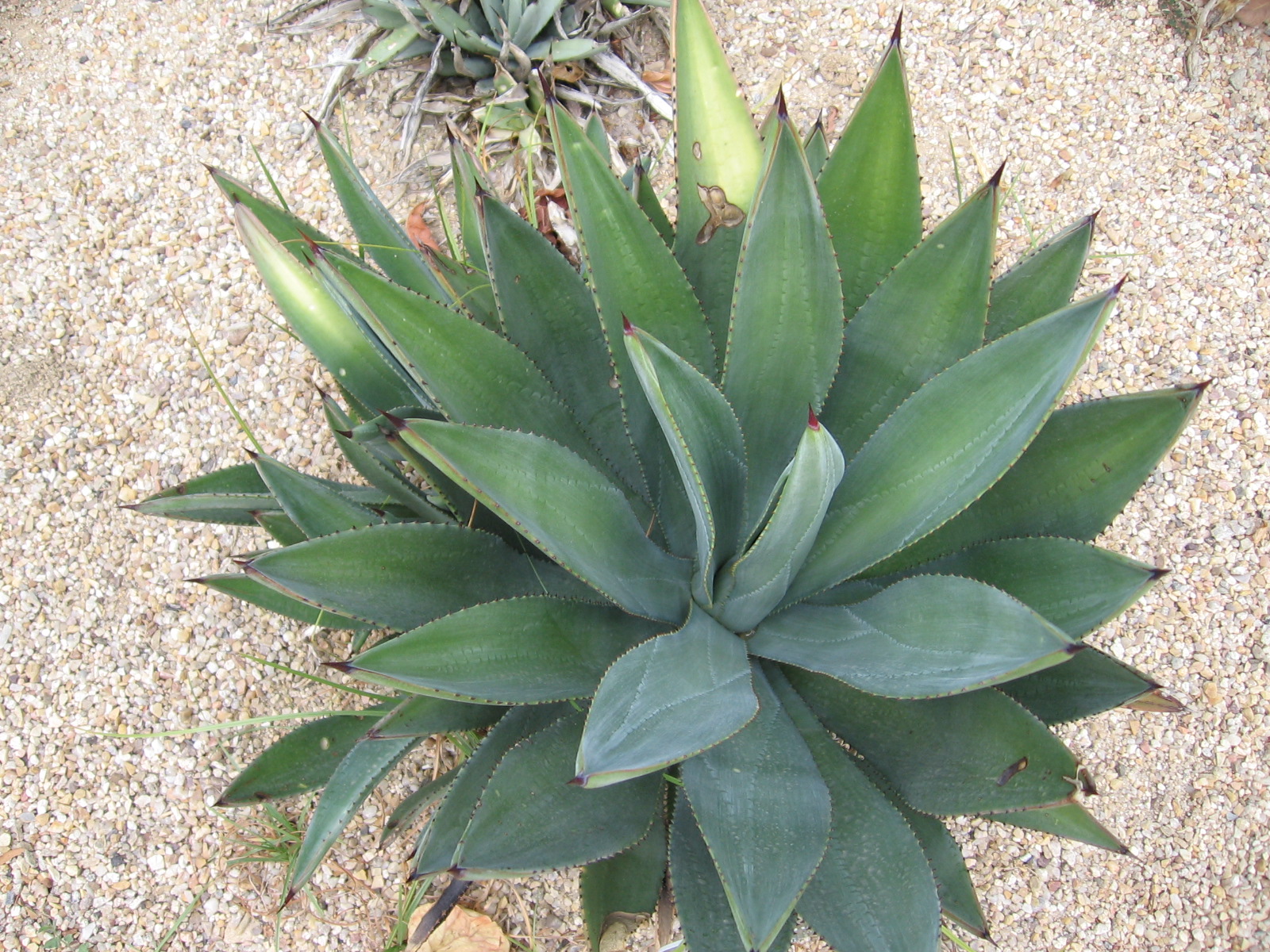 Agave murpheyi (Hohokam Agave): Identification and Care