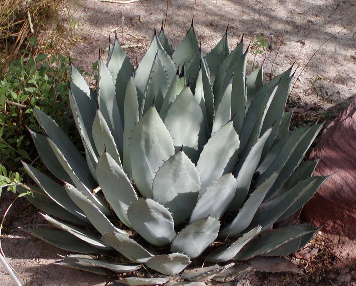 Agave palmeri (Palmer's Agave): Identification and Care