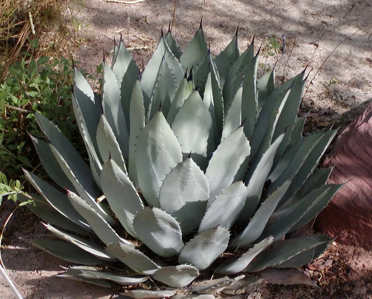 Agave palmeri (Palmer's Agave): Identification and Care