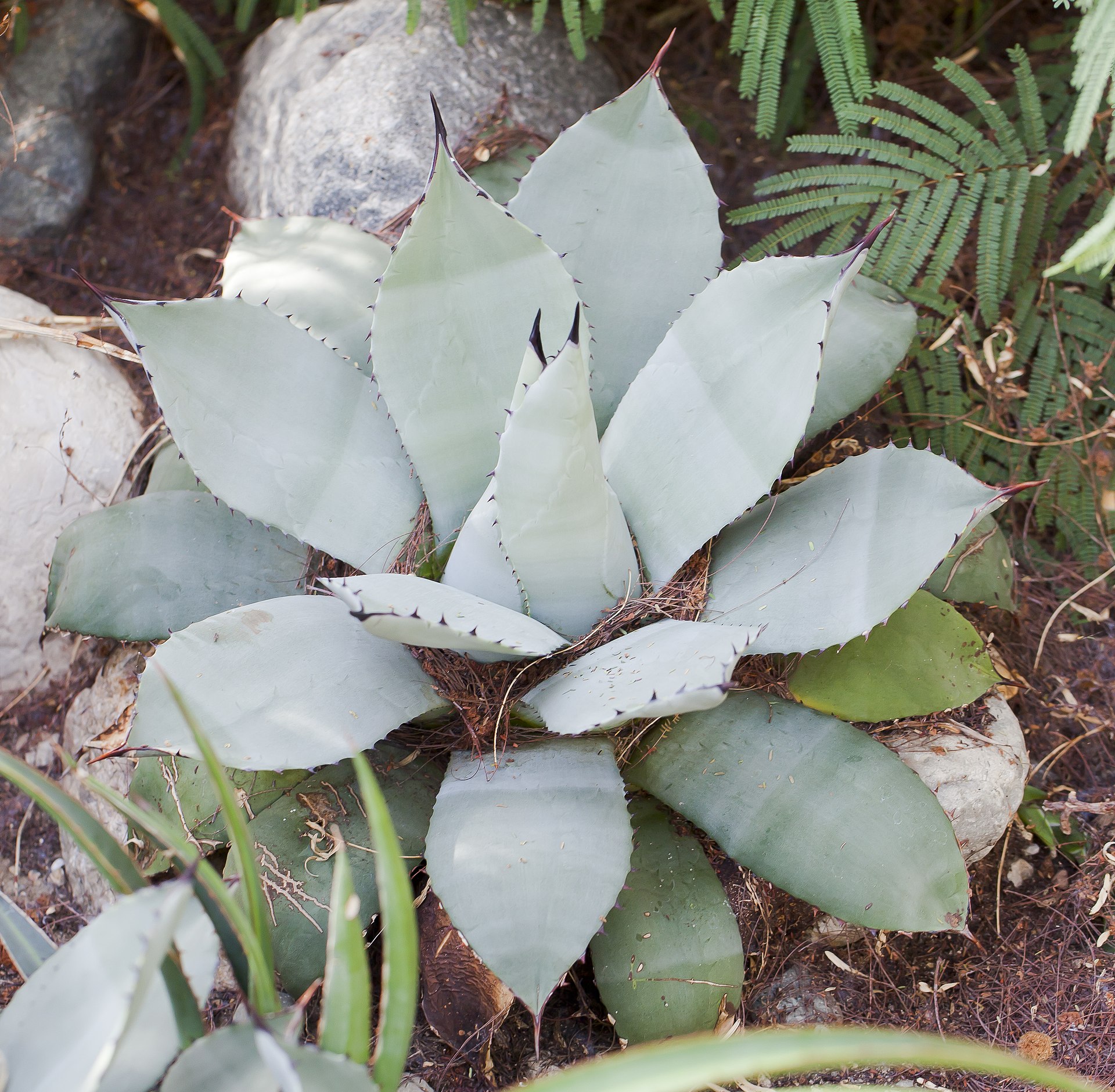 Agave Brown Tips: Water, Salt, Sun & Root Causes