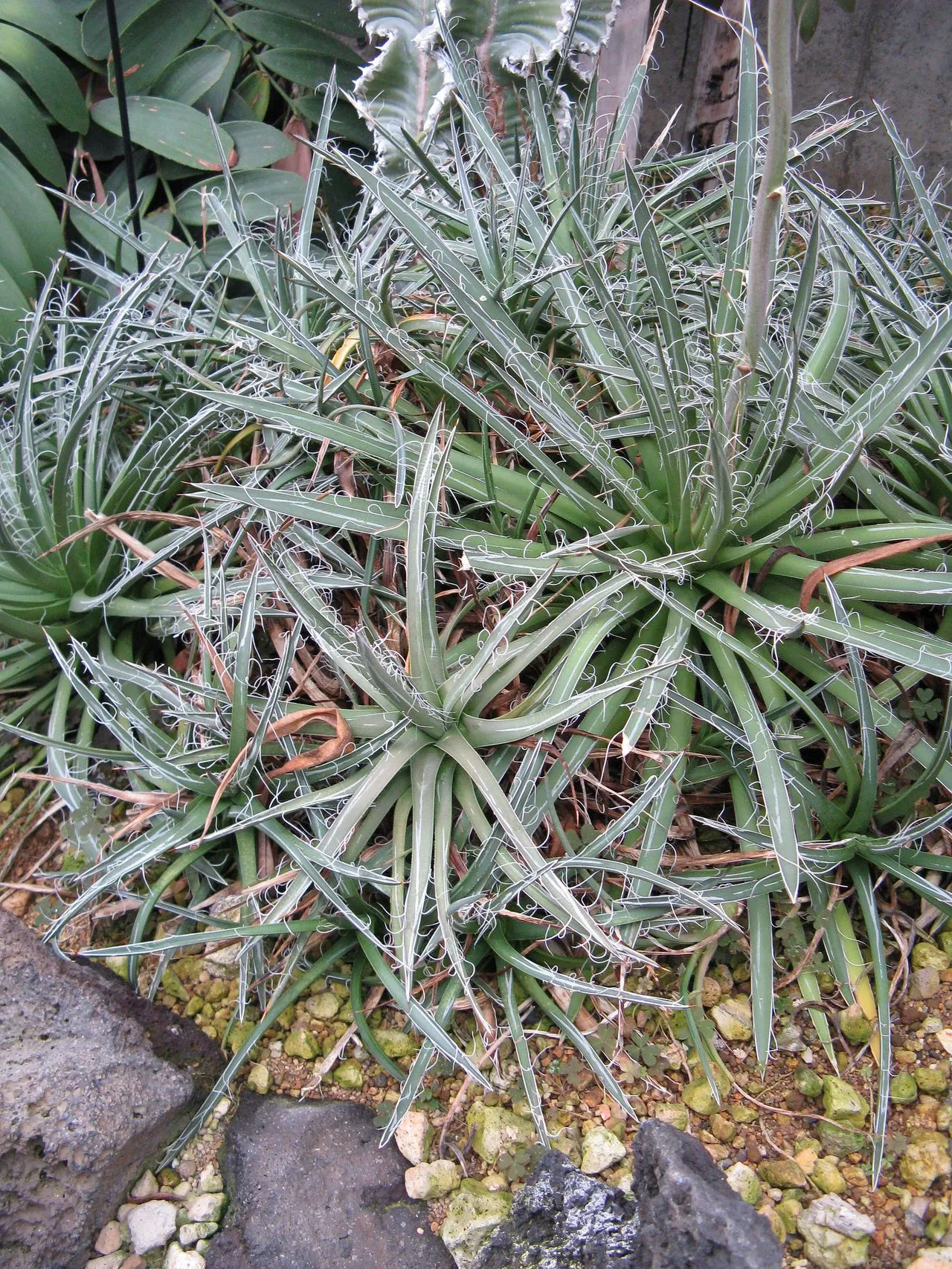 Agave parviflora (Santa Cruz Striped Agave): Identification and Care