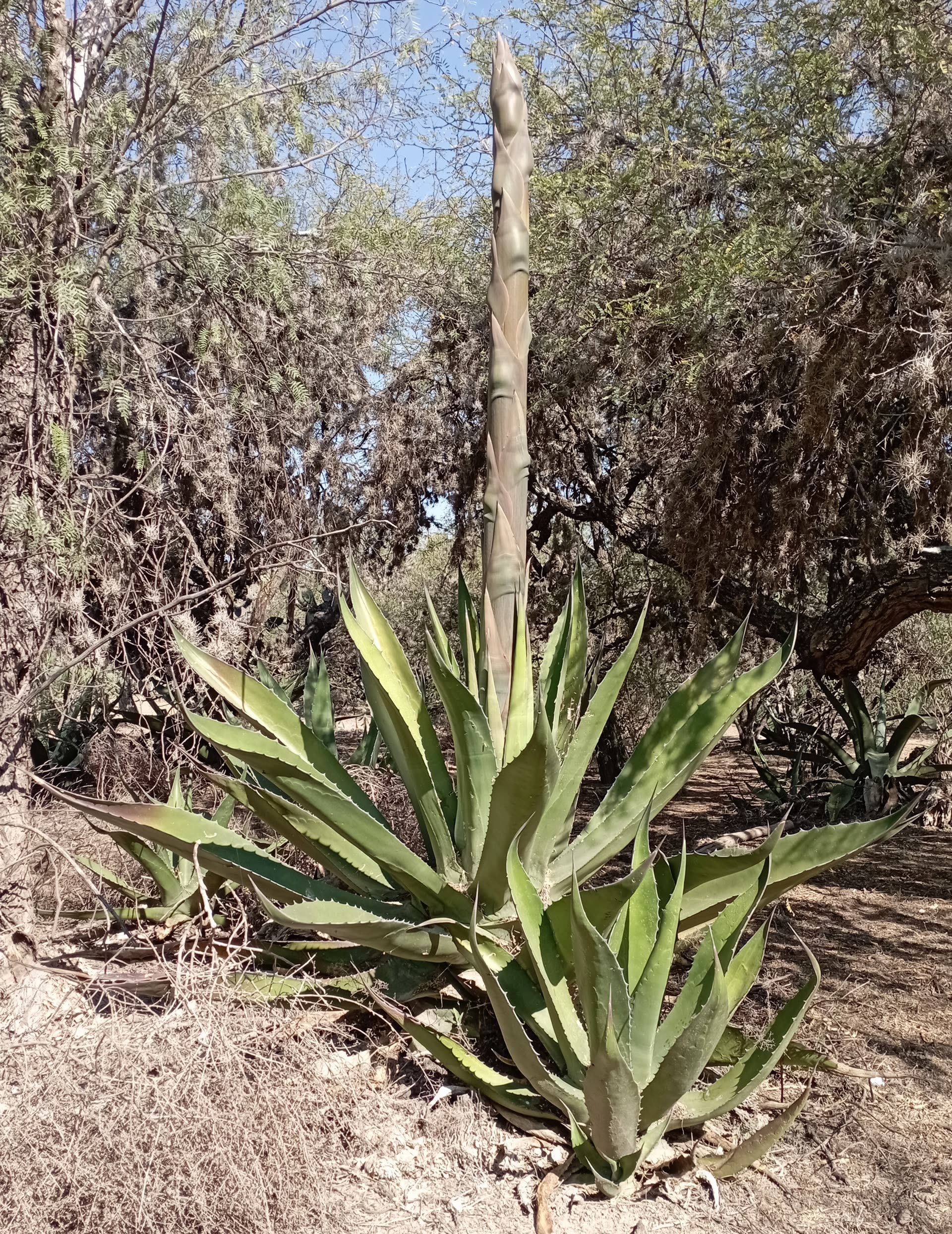 Agave Crown Rot: Diagnosis, Cutout & Recovery