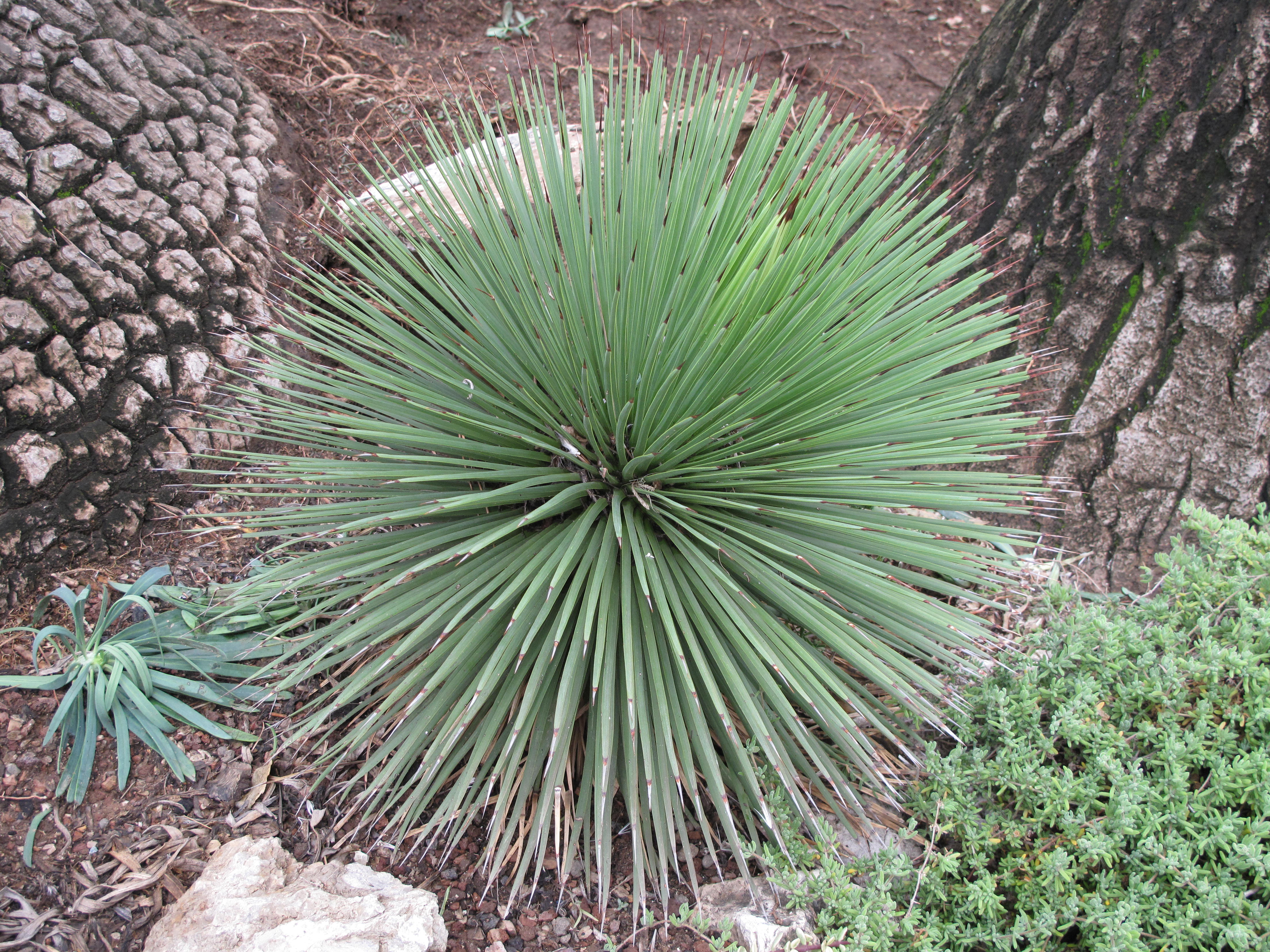 Agave Leaves Yellowing: Causes, Diagnosis & Fixes