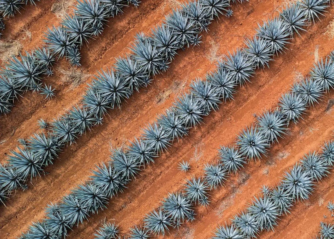 Agave tequilana (Blue Agave): Identification and Care