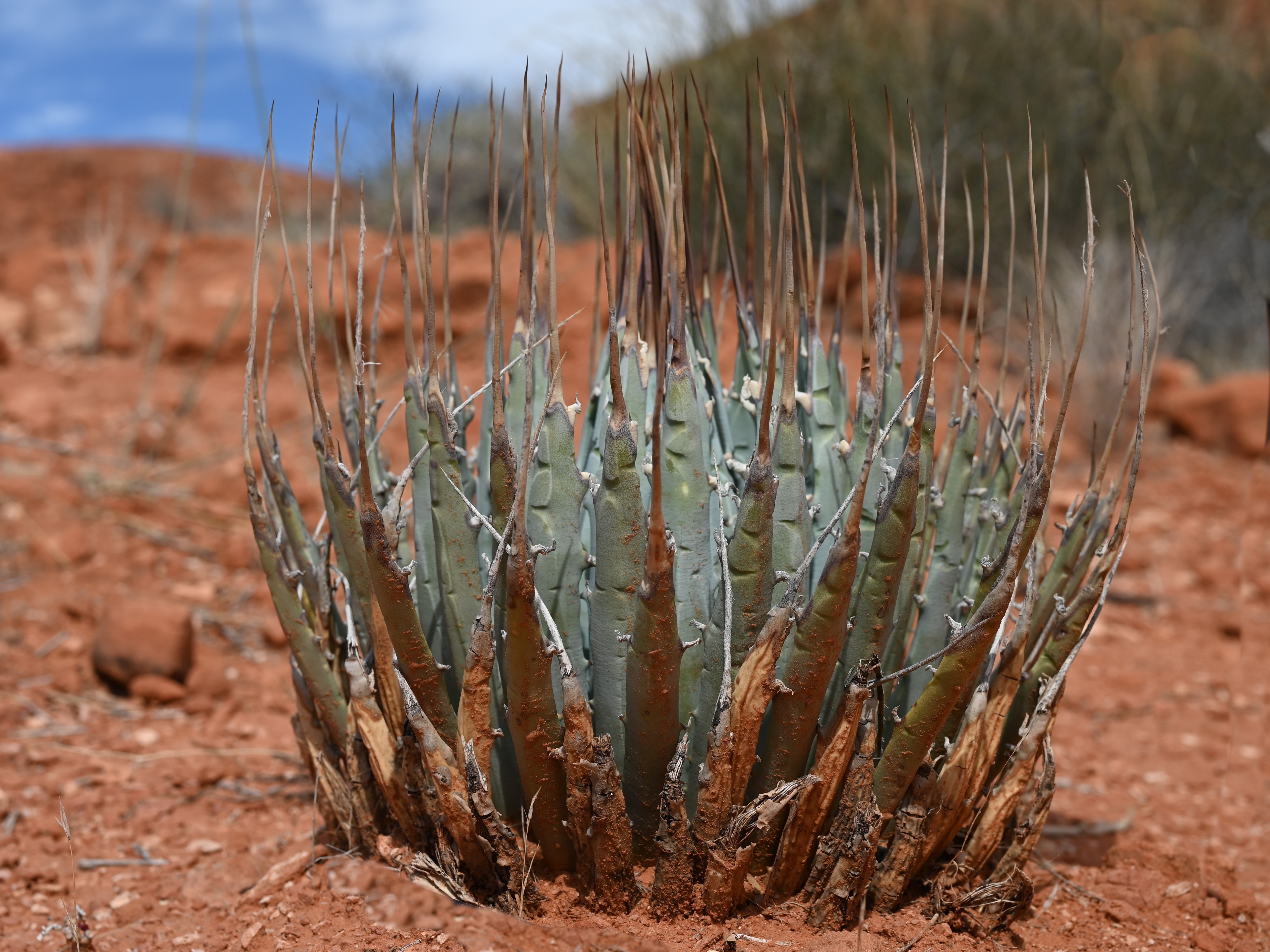 Agave Leaves Curling: Drought, Cold & Root Stress Causes