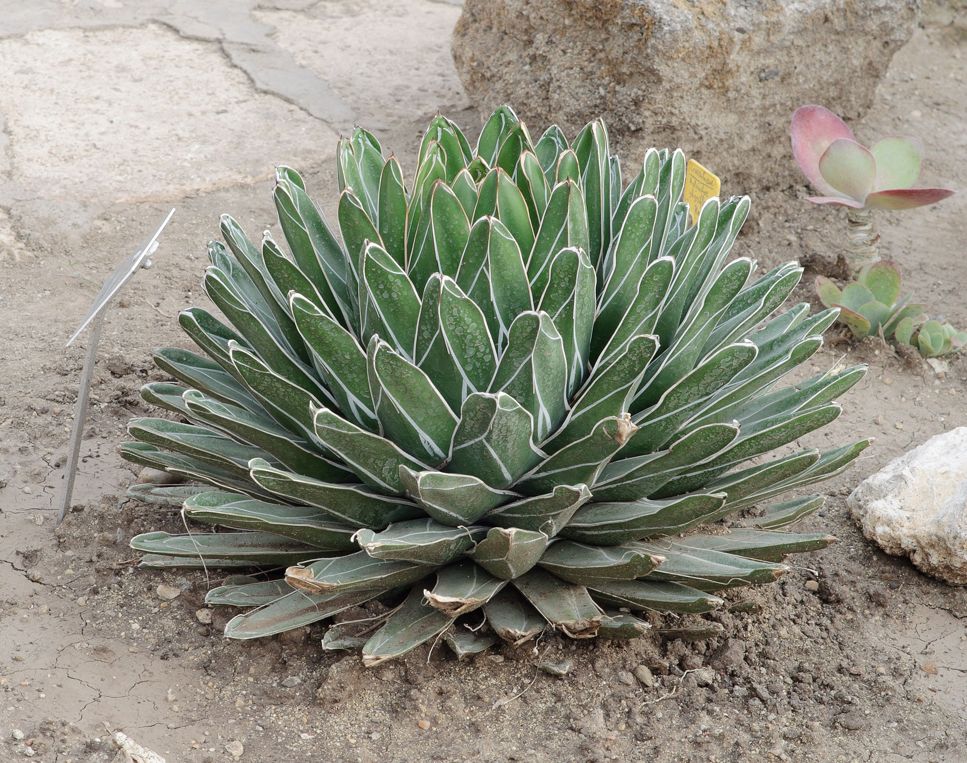 Agave victoriae-reginae (Queen Victoria Agave): Identification and Care