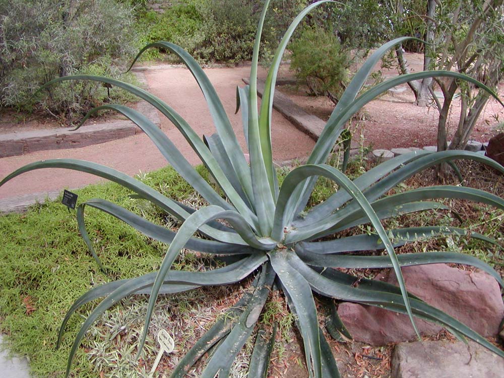 Agave vilmoriniana (Octopus Agave): Identification and Care