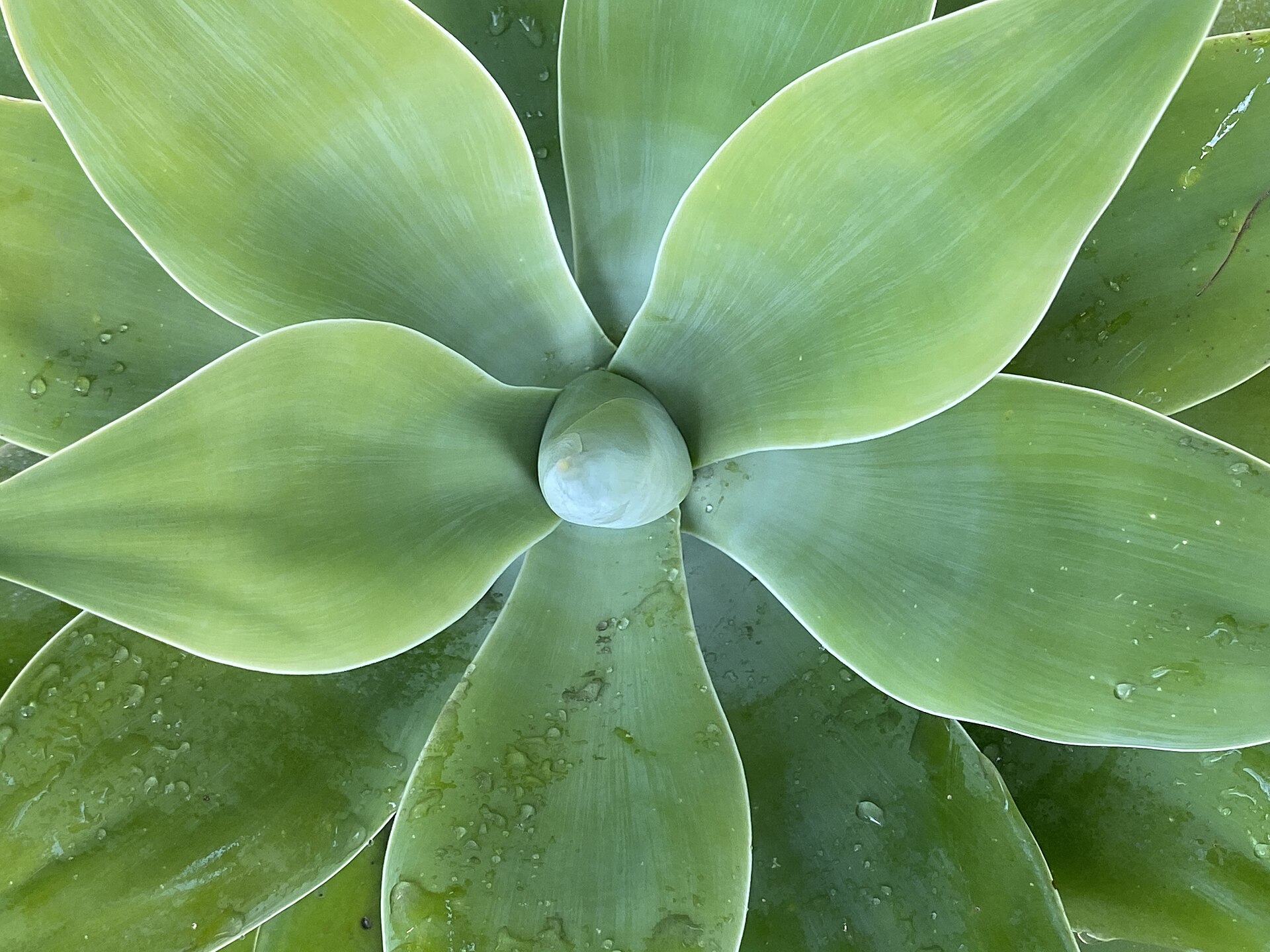 The Complete Agave Guide: Identification, Cultivation & Propagation