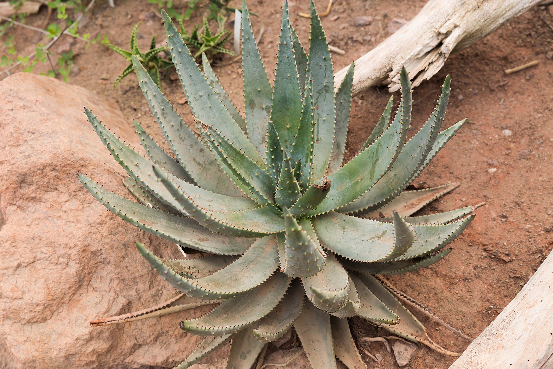 The Complete Aloe Guide: Identification, Cultivation & Propagation
