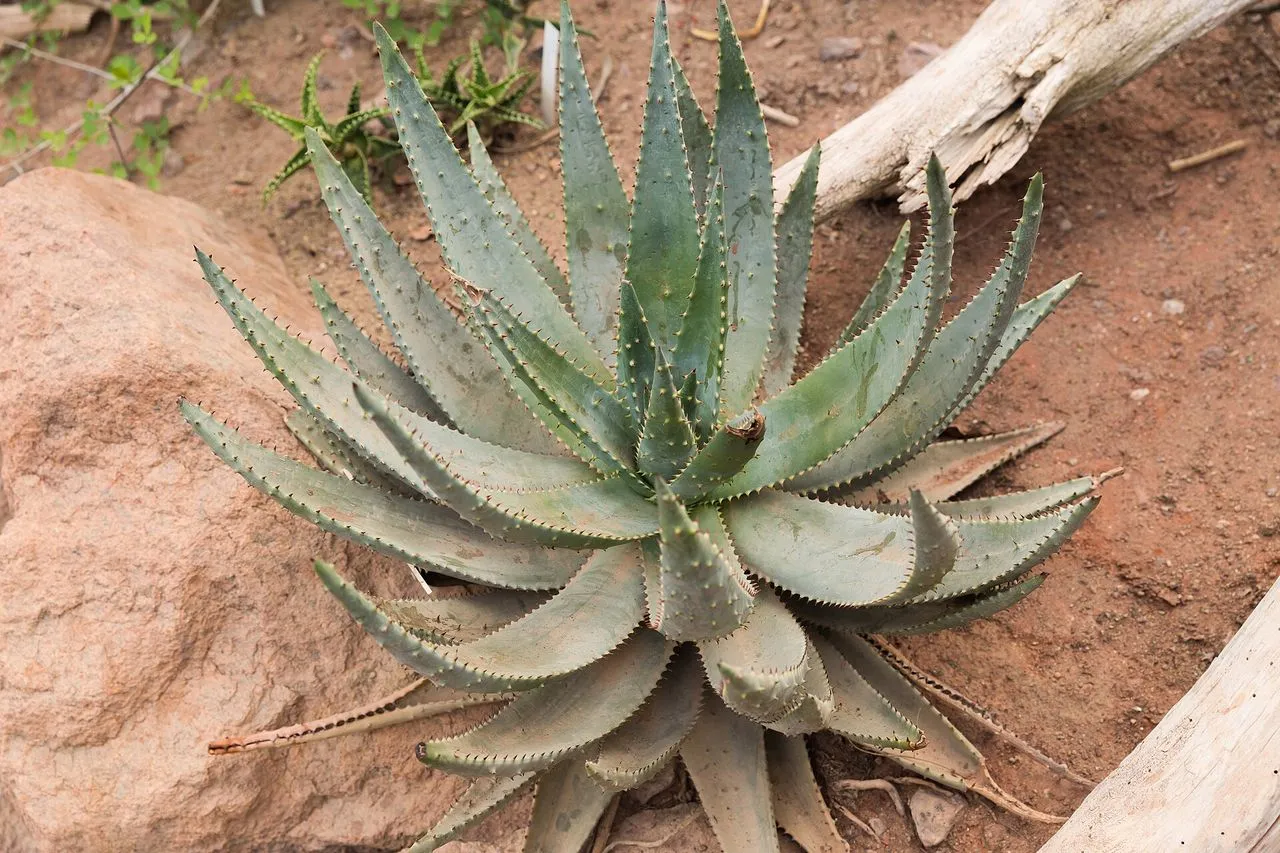 Aloe Falling Over: Causes, Stakes, Repotting & Root Checks