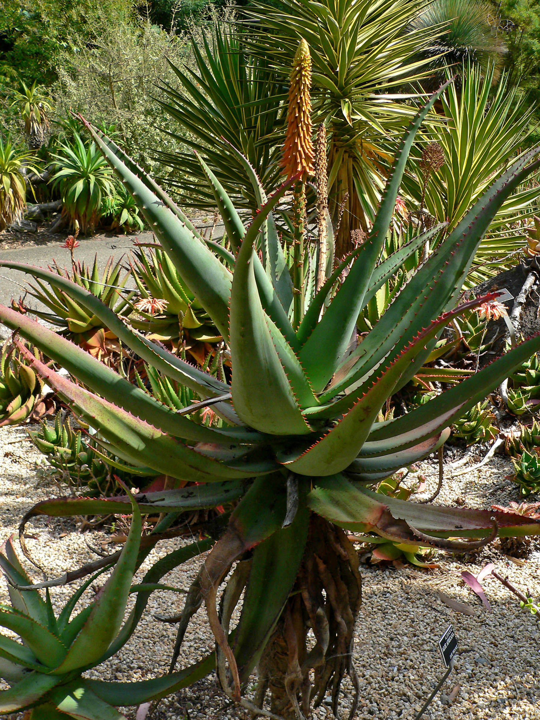 Aloe argenticauda: Identification, Cultivation & Propagation