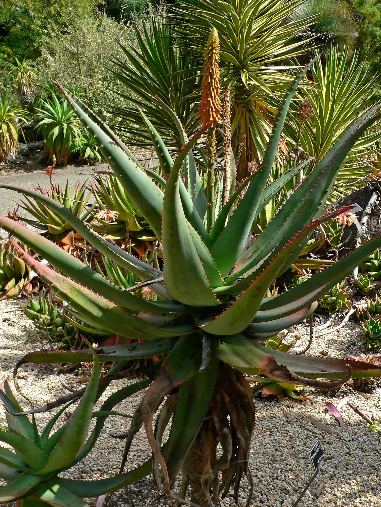 Aloe africana: Identification, Cultivation & Propagation