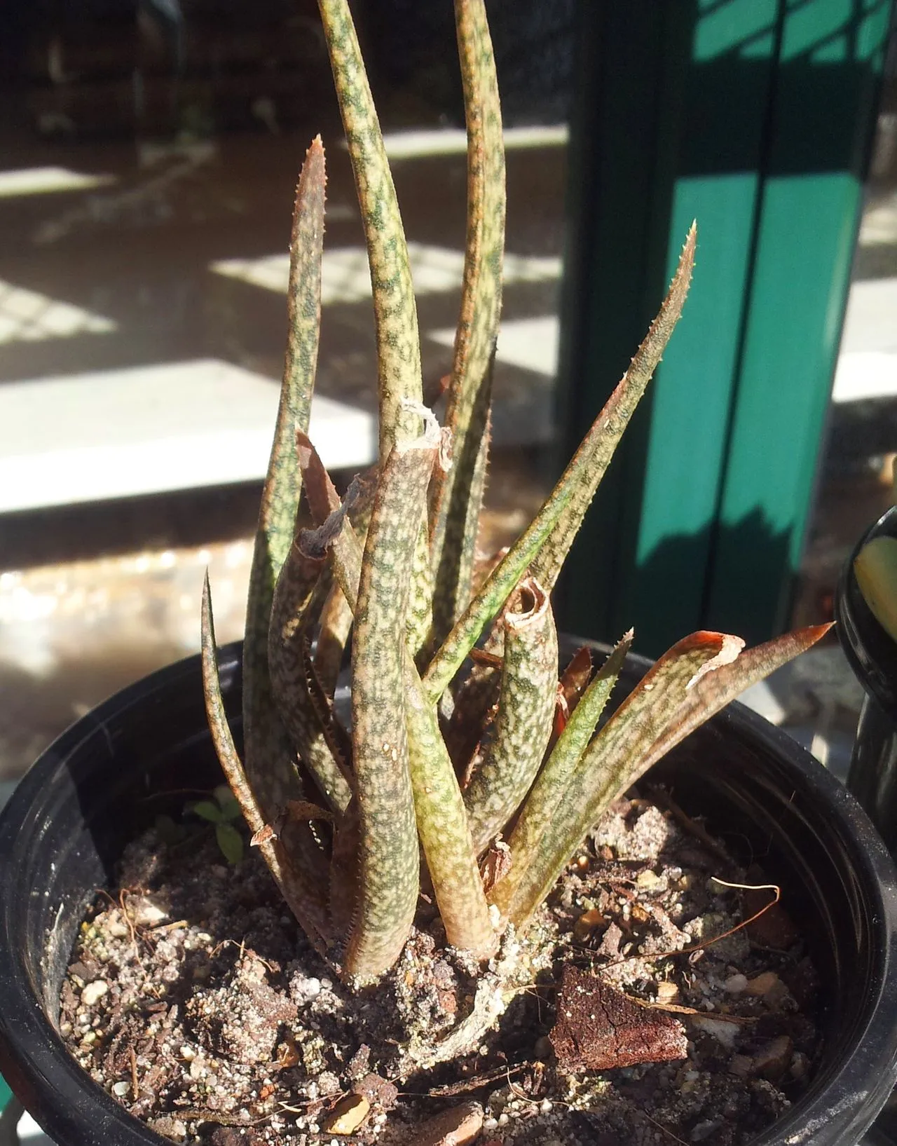 Aloe albiflora: Identification, Cultivation & Propagation