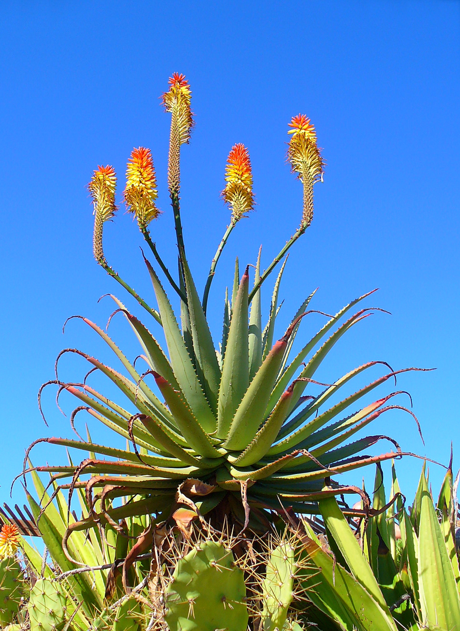 Aloe arborescens: Identification, Cultivation & Propagation