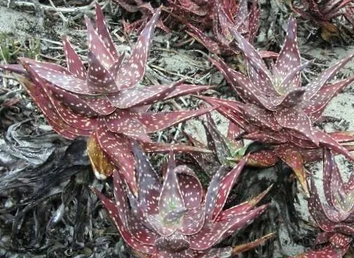 Aloe arenicola: Identification, Cultivation & Propagation
