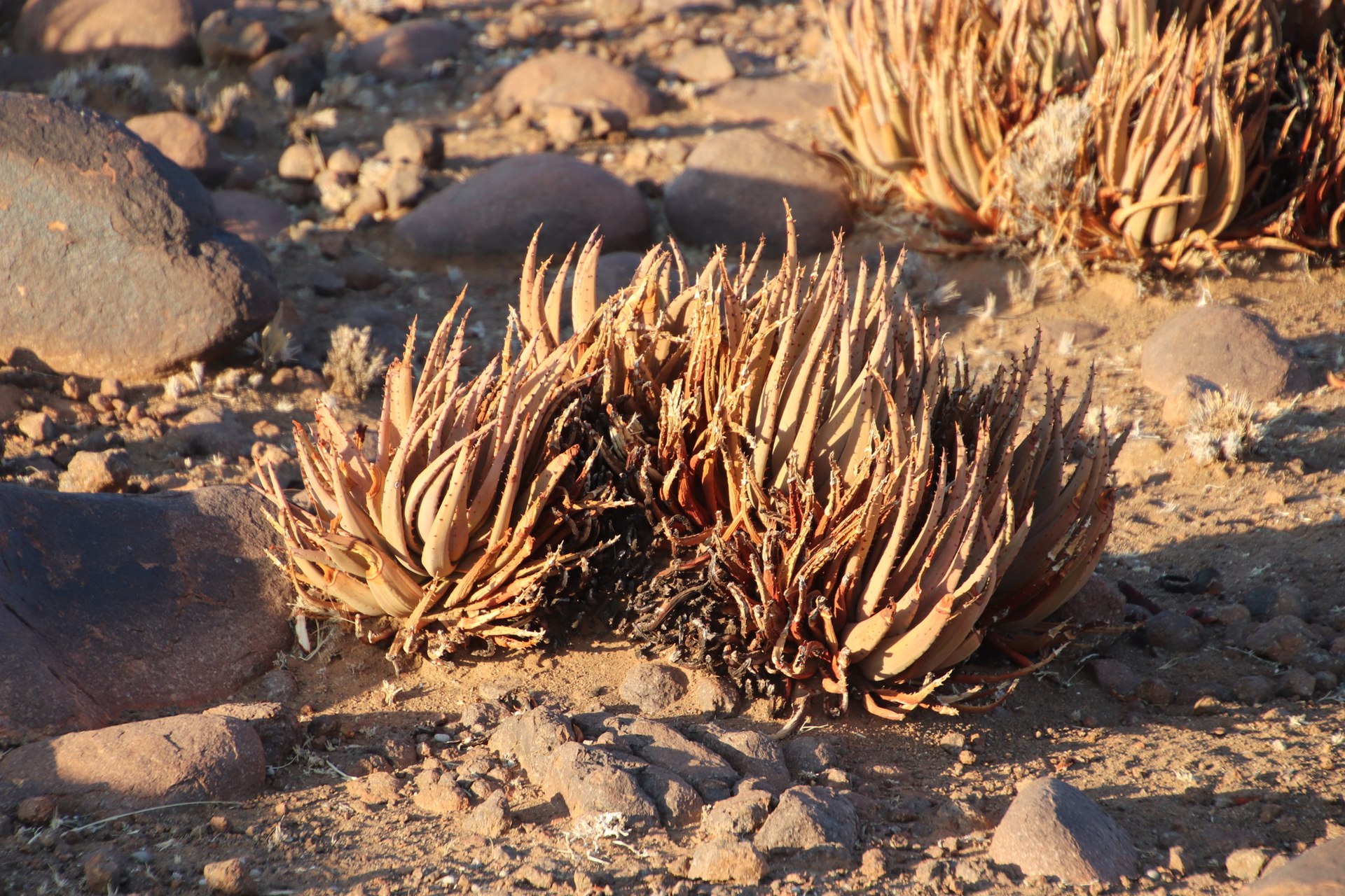 Aloe argenticauda: Identification, Cultivation & Propagation