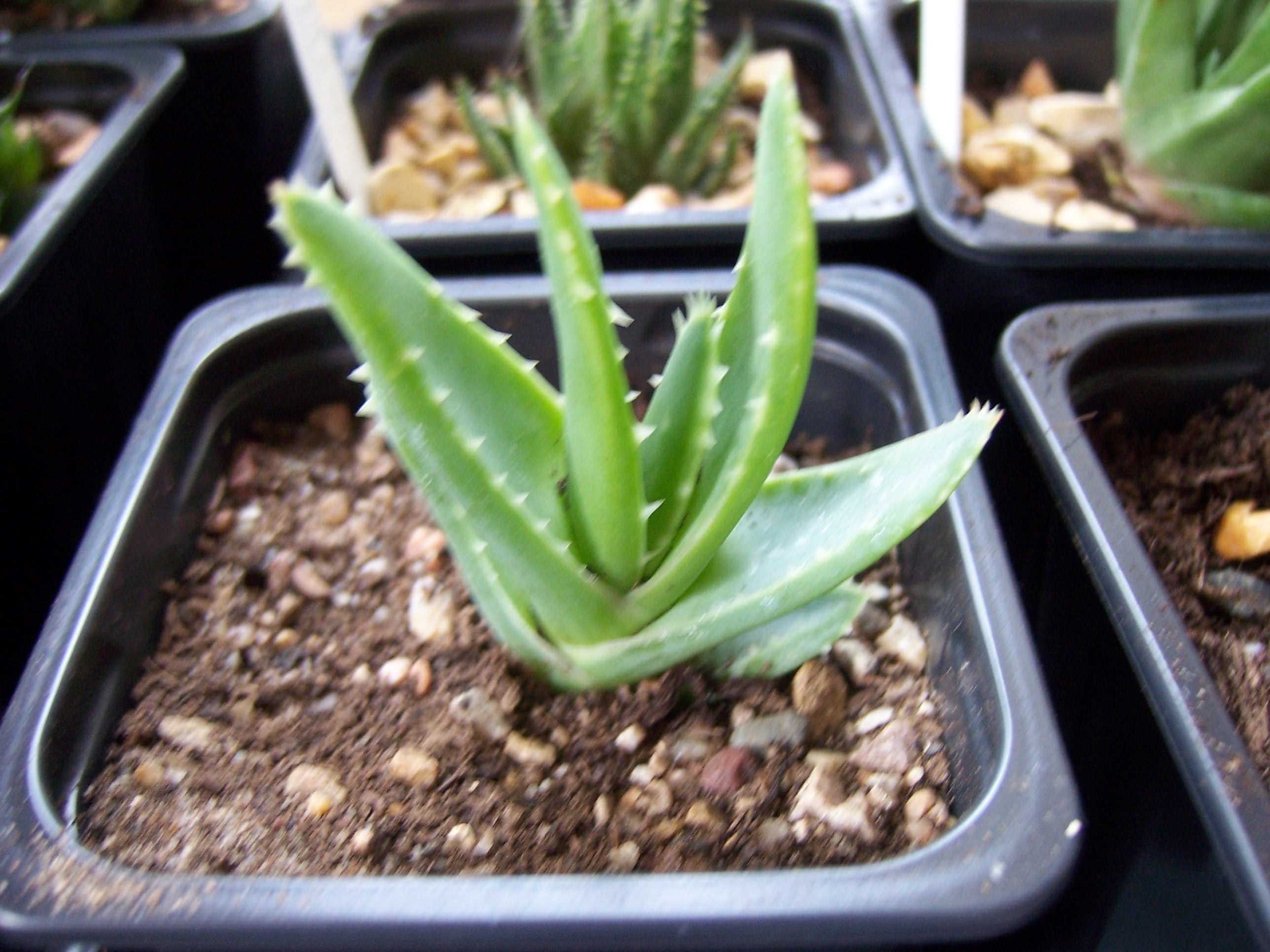 Aloe Not Blooming: Why Your Aloe Won't Flower & How to Fix It