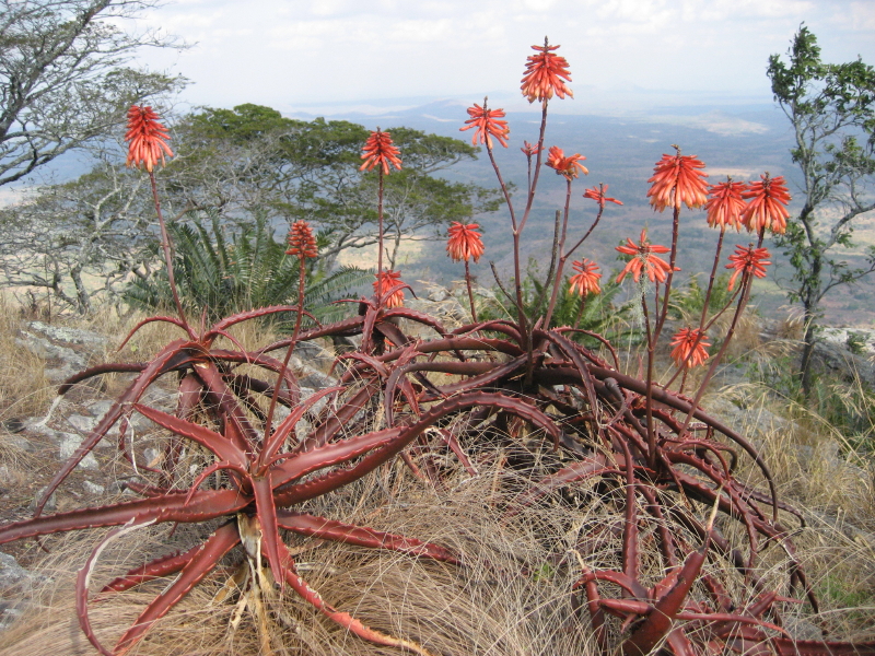 Aloe cameronii (Red Aloe): Profile & Care