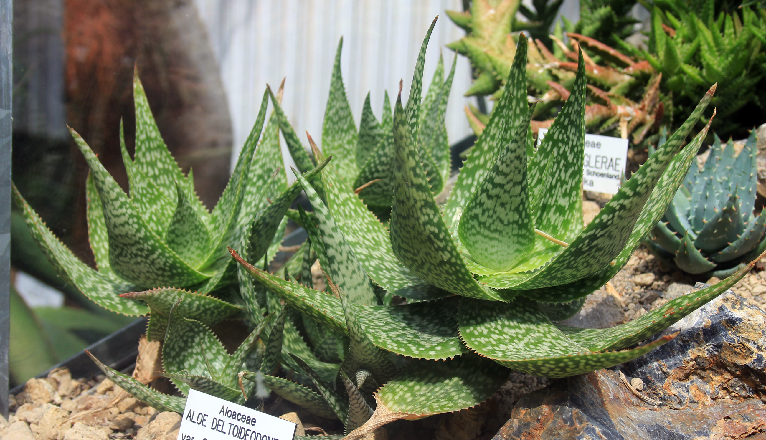 Aloe Vera Leggy: Etiolation, Long Necks & How to Fix Shape