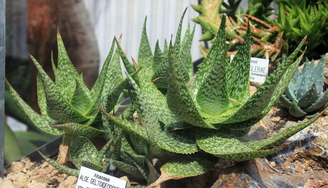 Aloe Vera Leggy: Etiolation, Long Necks & How to Fix Shape