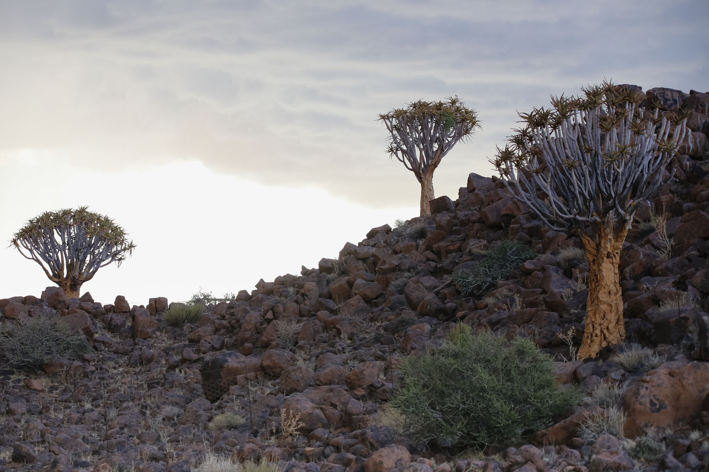Aloidendron dichotomum (Quiver Tree): Cultivation Notes