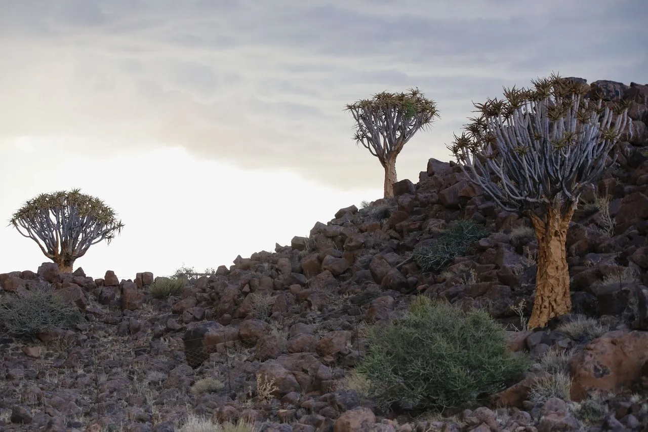 Aloidendron dichotomum (Quiver Tree): Cultivation Notes