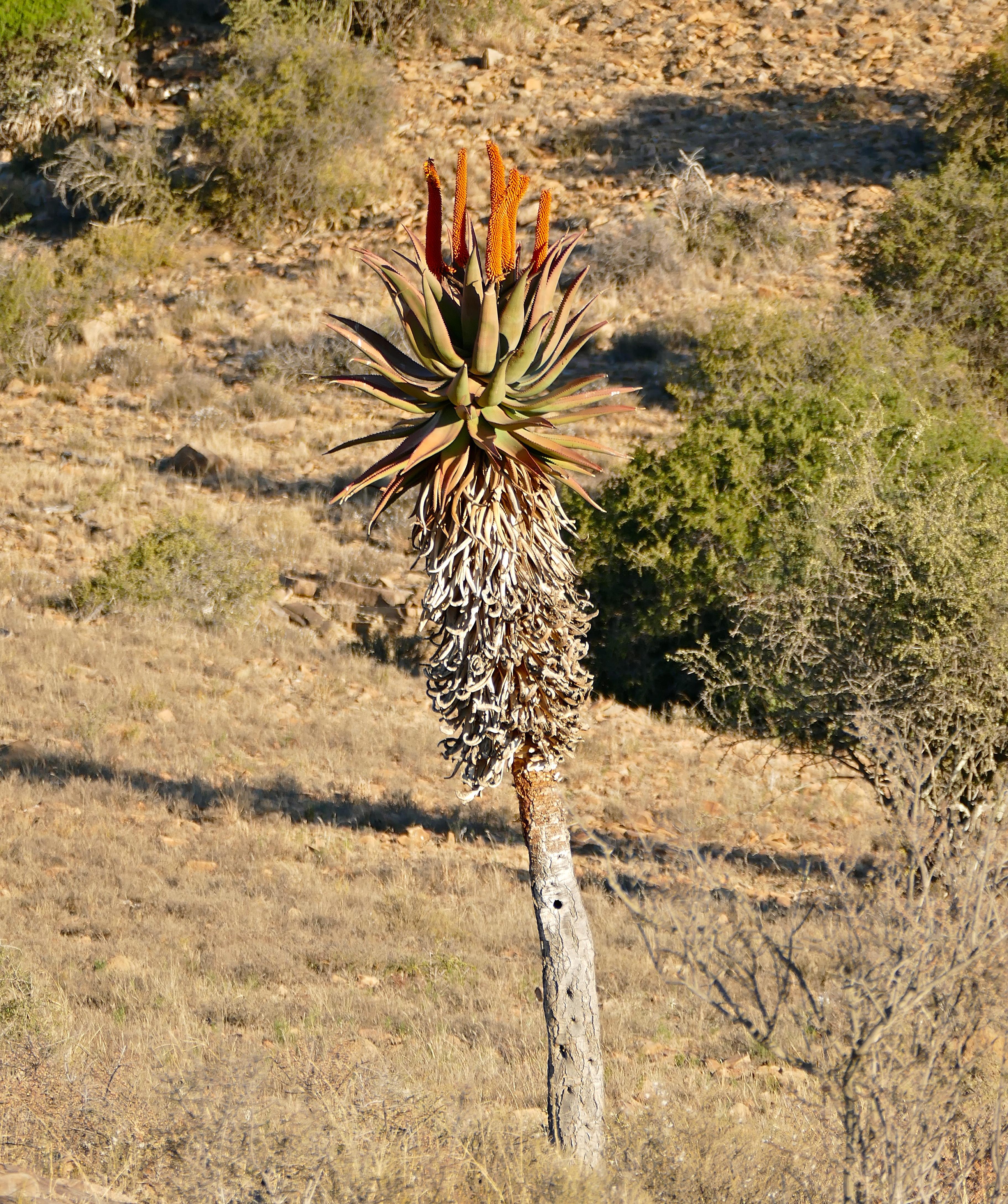 Aloe ferox (Bitter Aloe / Cape Aloe): Cultivation & Medicinal History