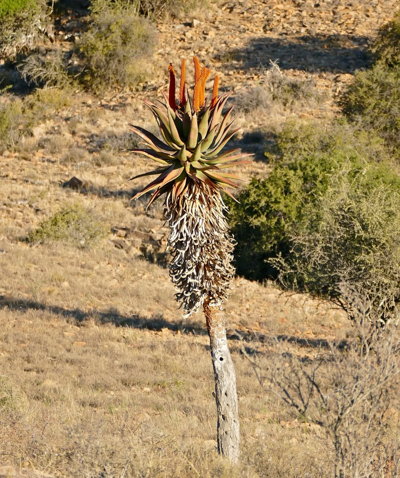 Aloe ferox (Bitter Aloe / Cape Aloe): Cultivation & Medicinal History