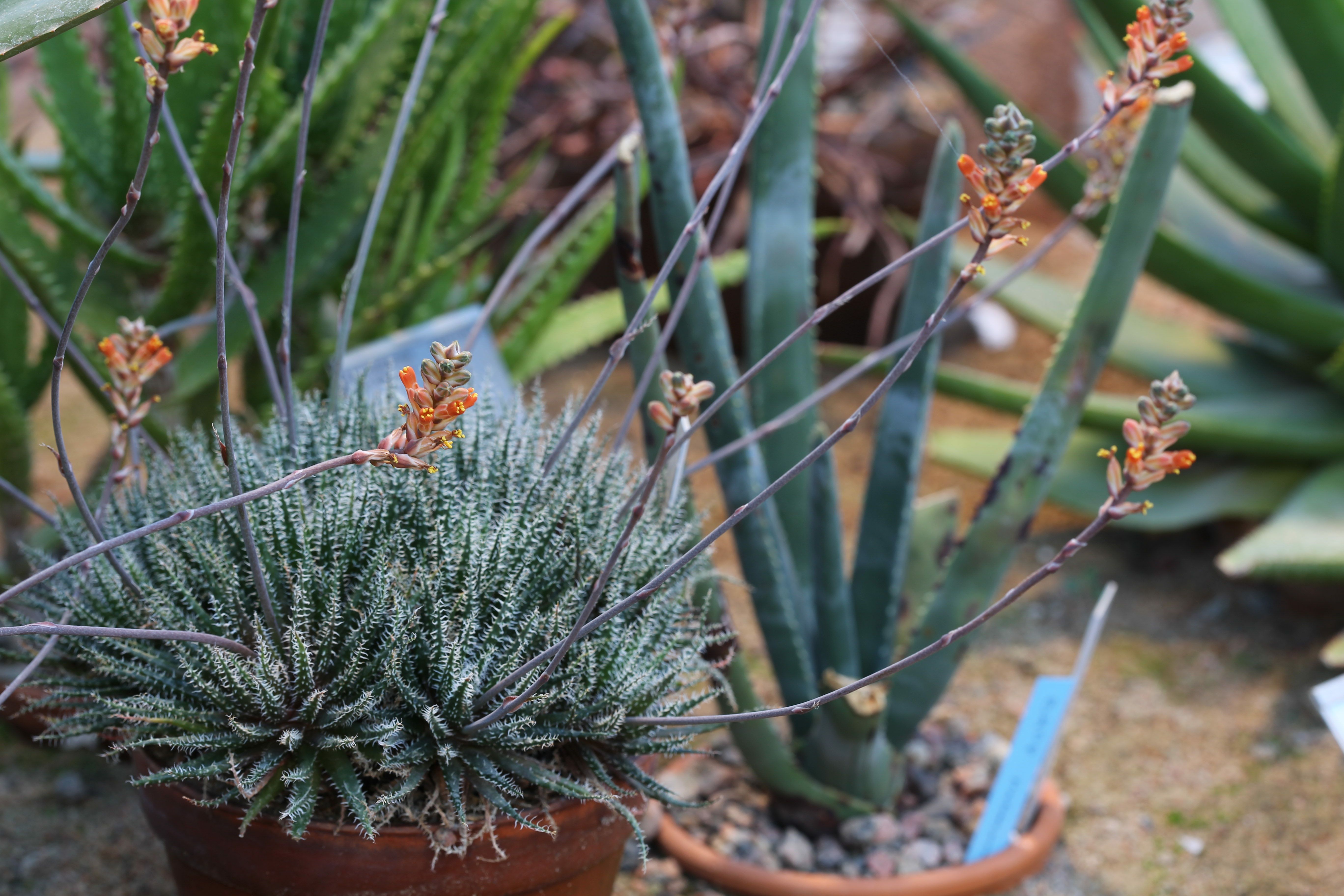 Aloe Vera Red Tips: Sun Stress, Anthocyanins & Actual Sunburn