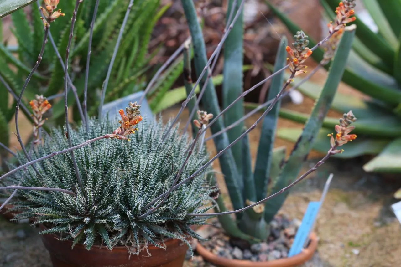 Aloe Vera Red Tips: Sun Stress, Anthocyanins & Actual Sunburn