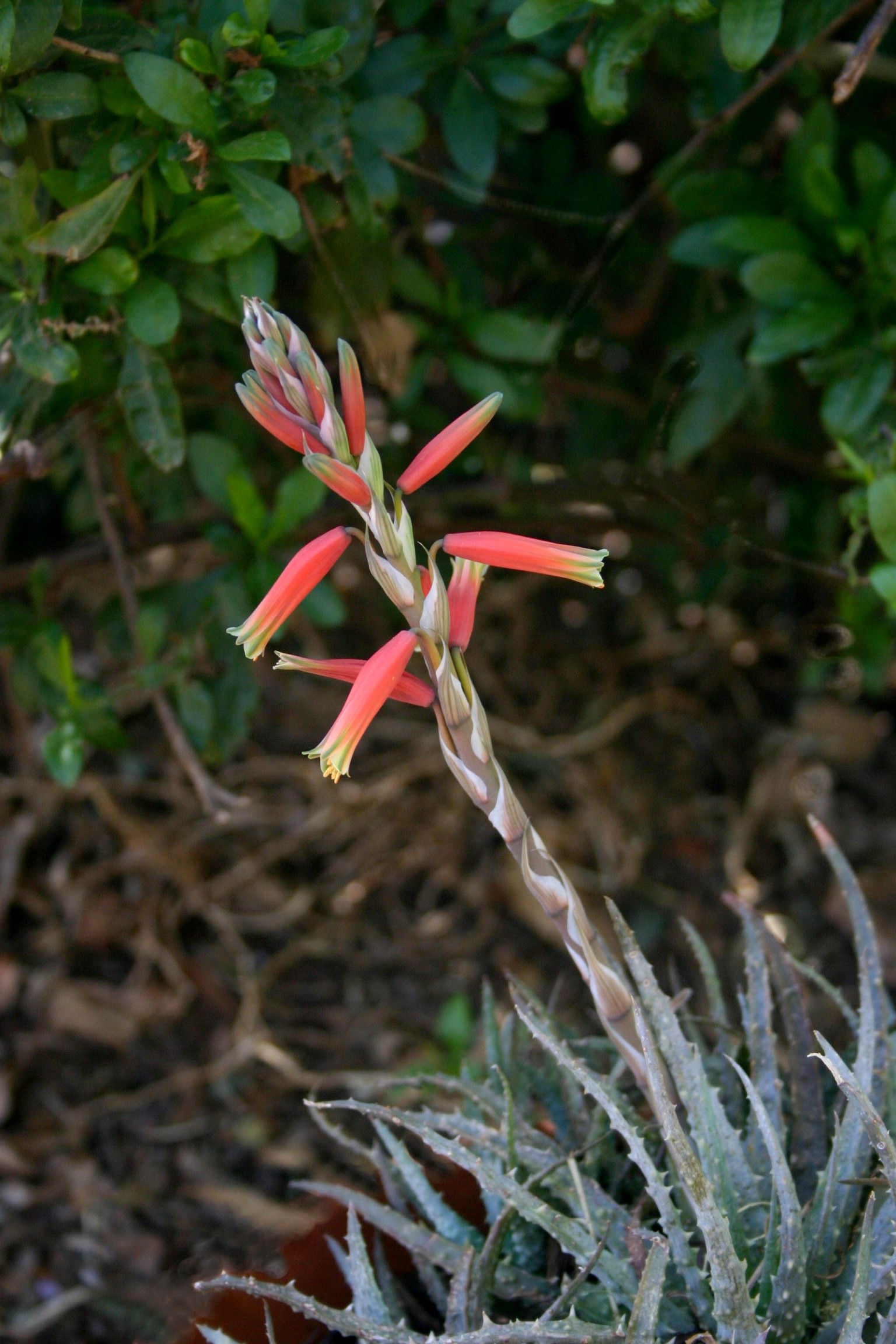 Aloe humilis (Spider Aloe): Profile & Care