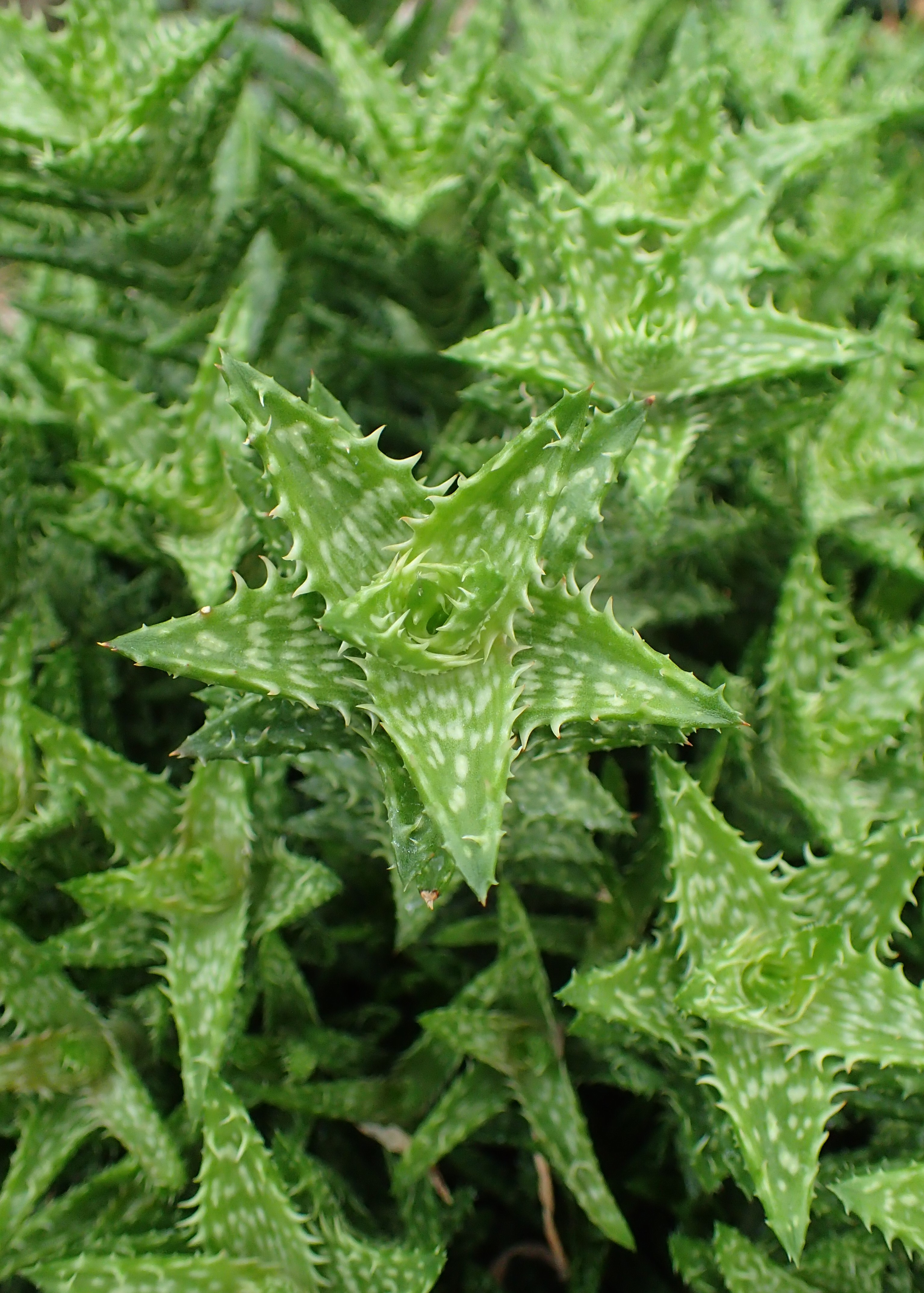 Aloe Vera Yellow Leaves: Causes, Diagnosis & Recovery