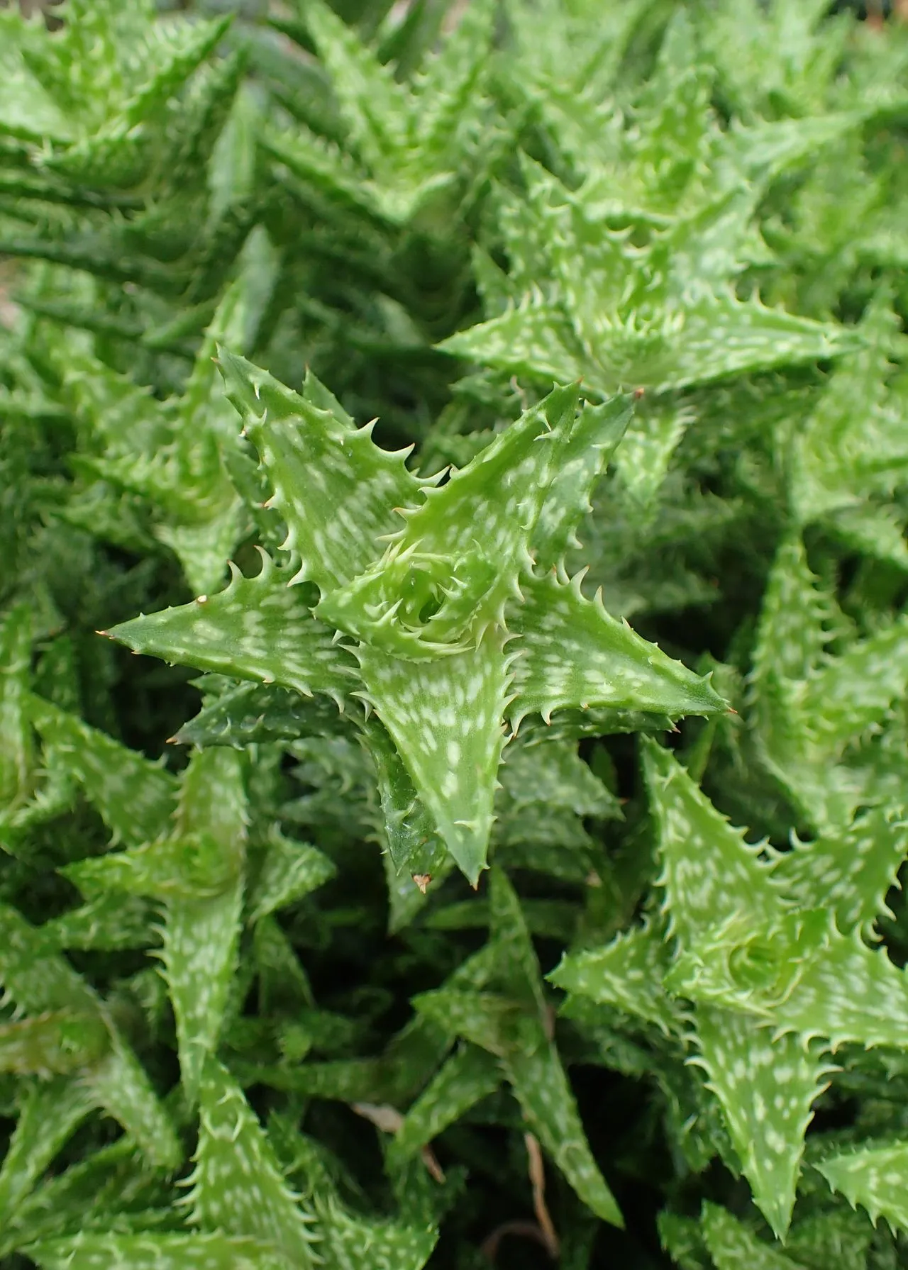 Aloe Vera Yellow Leaves: Causes, Diagnosis & Recovery