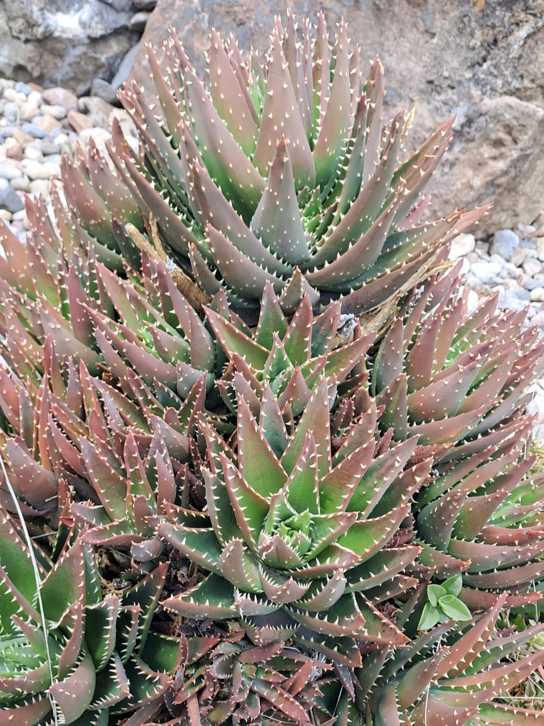 Aloe nobilis (Gold Tooth Aloe): Profile & Care