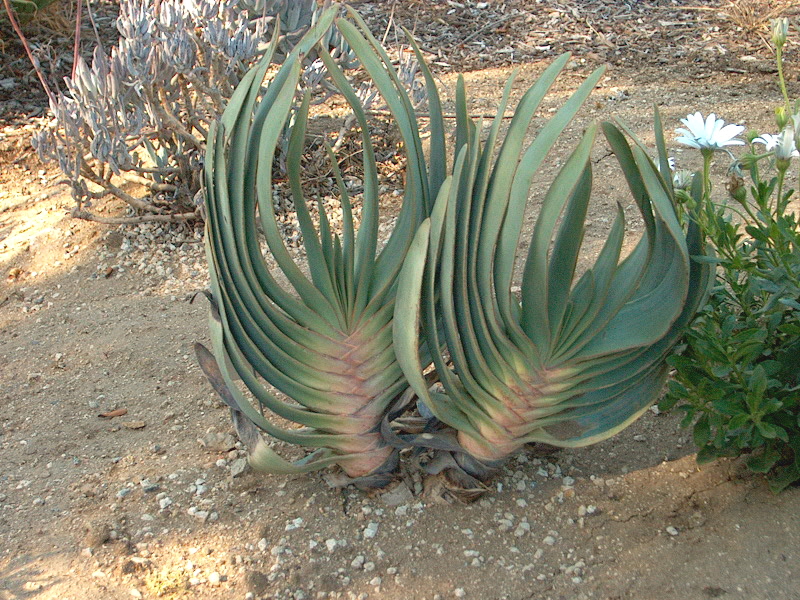 Kumara plicatilis (Fan Aloe): Care for the Tree Aloe