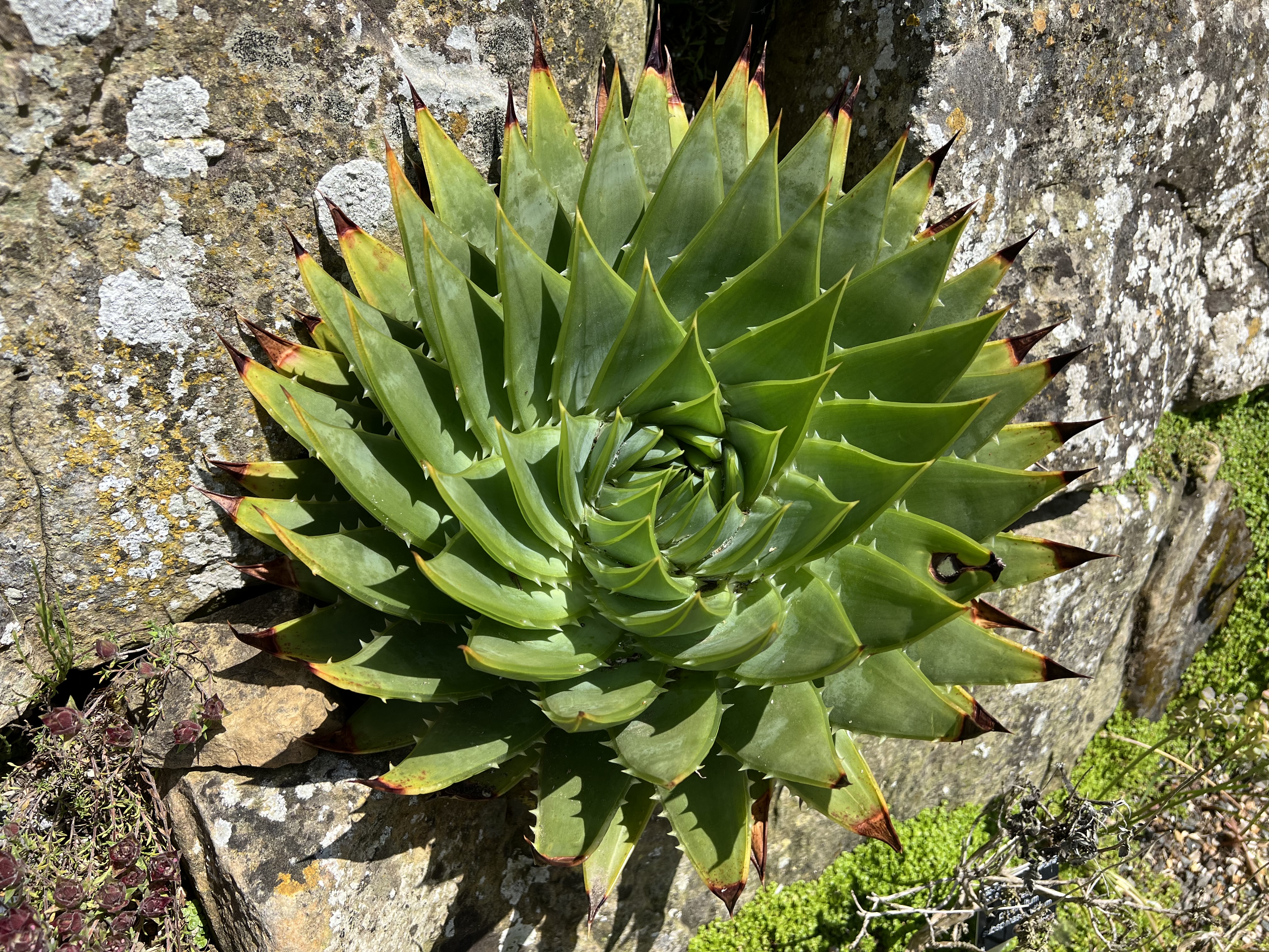 Aloe Leaves Turning Brown: Causes, Diagnosis & Recovery