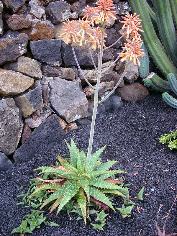 Aloe rauhii (Snowflake Aloe): Profile & Care