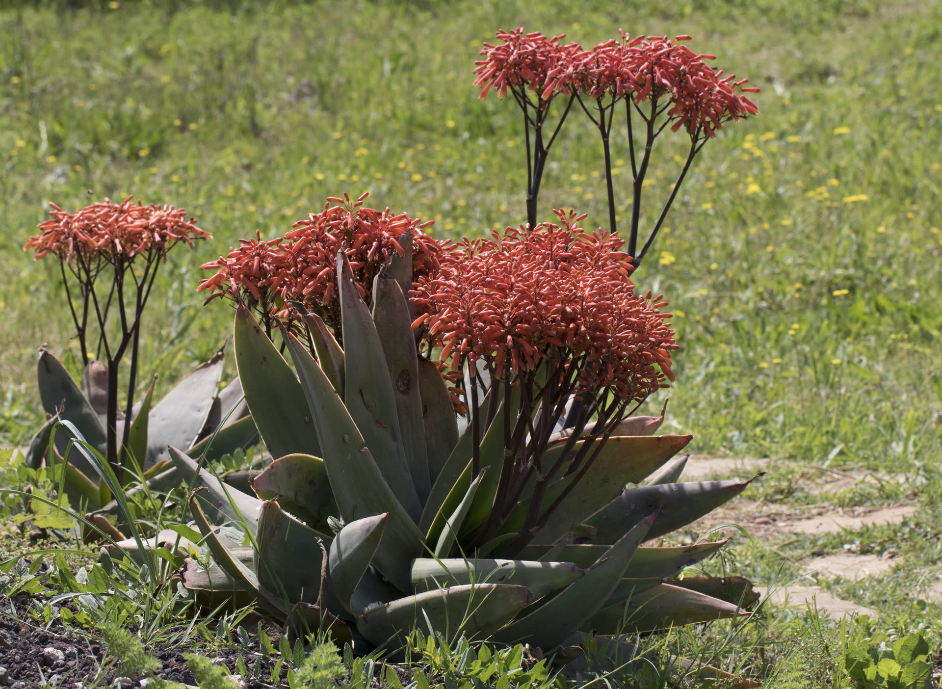 Aloe Vera Soft and Mushy: Rot, Cold Damage & Rescue Steps